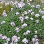 Centaurea simplicicaulis