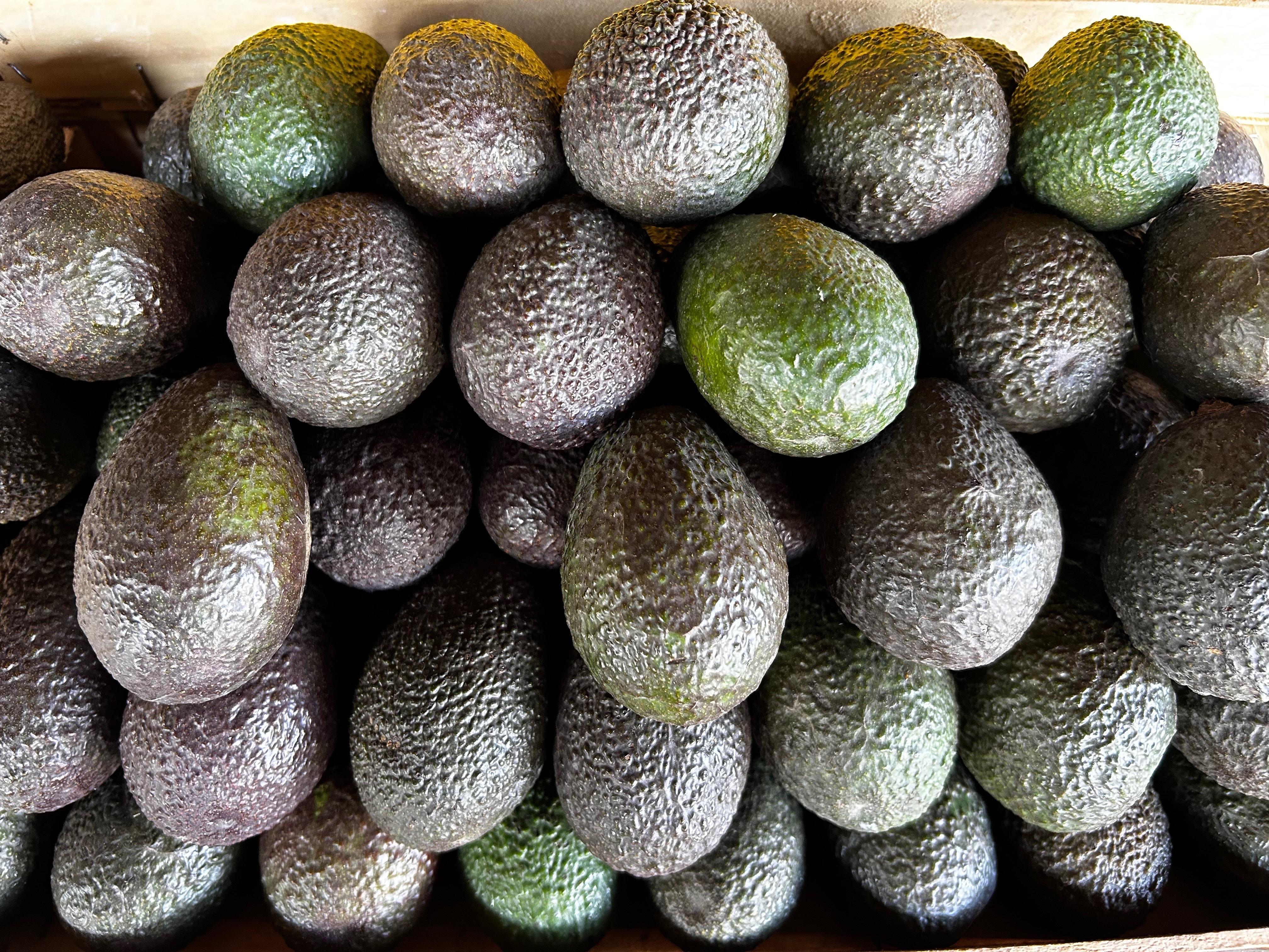 AVOCAT moyen X2