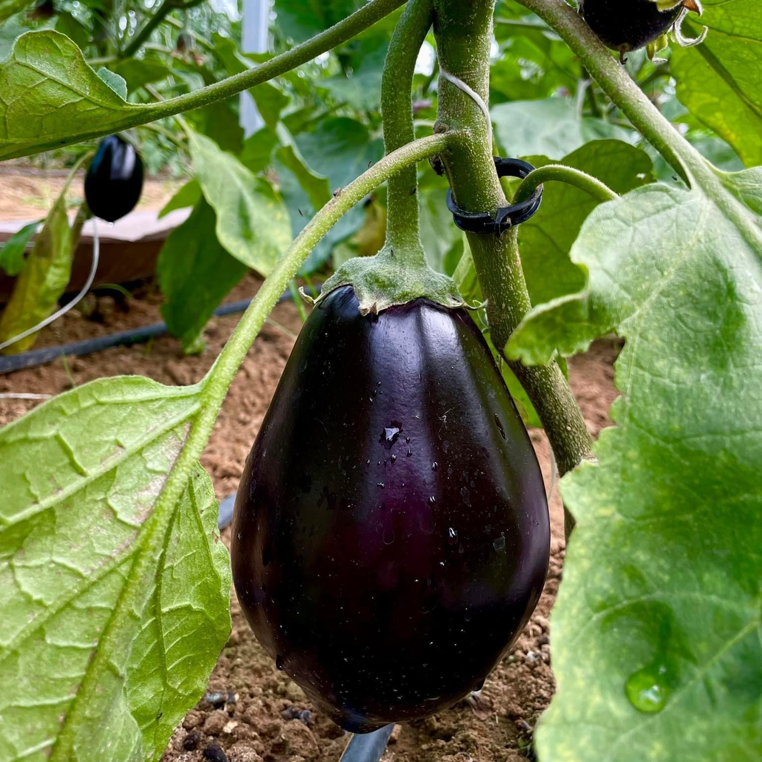Aubergine (1kg)