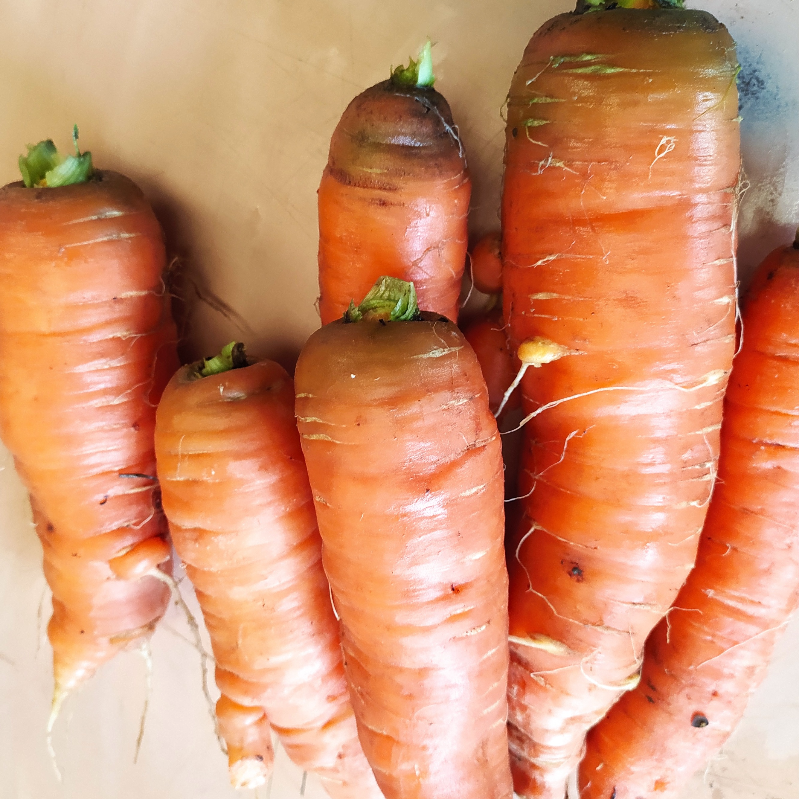 Carottes en vrac