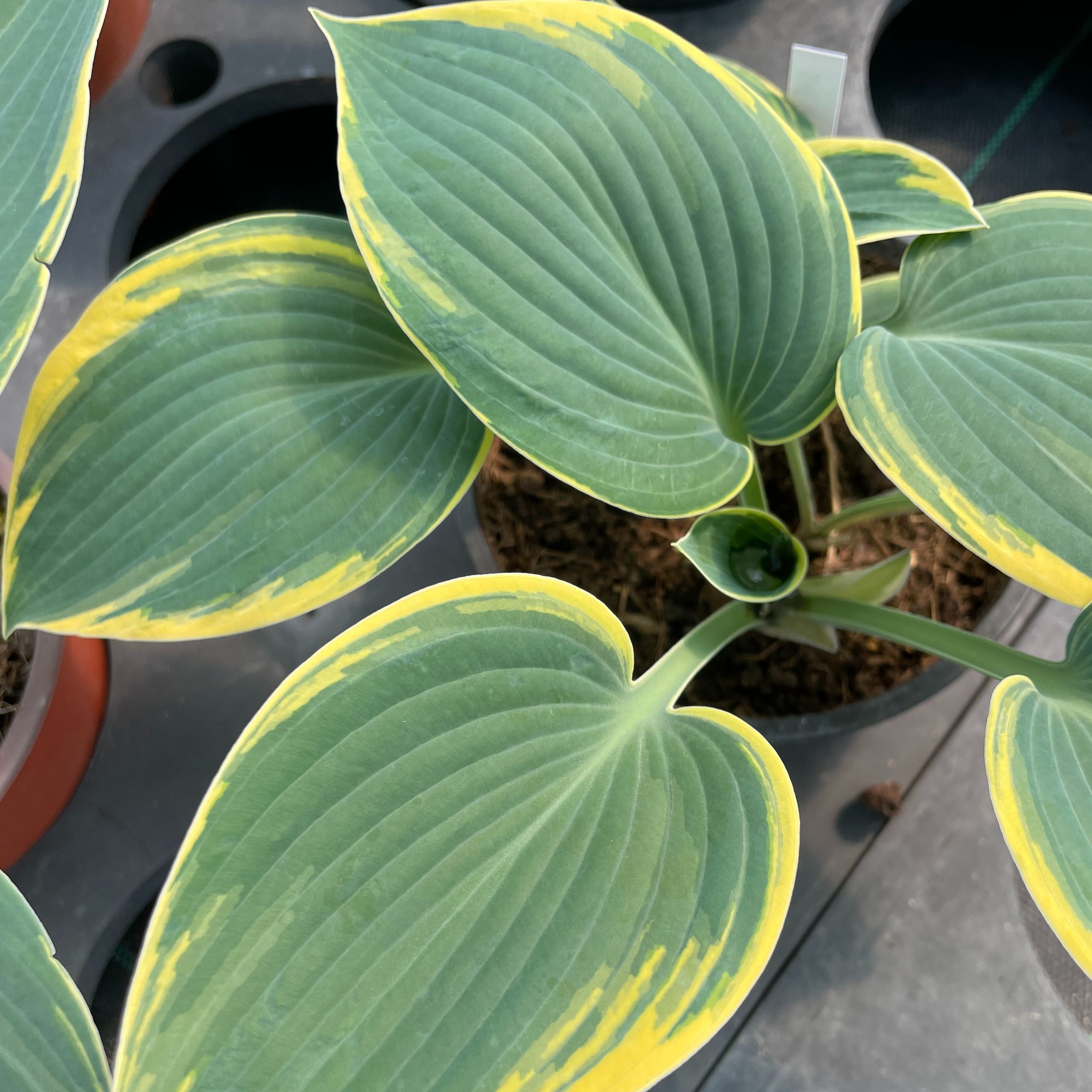 Hosta 'First Frost'