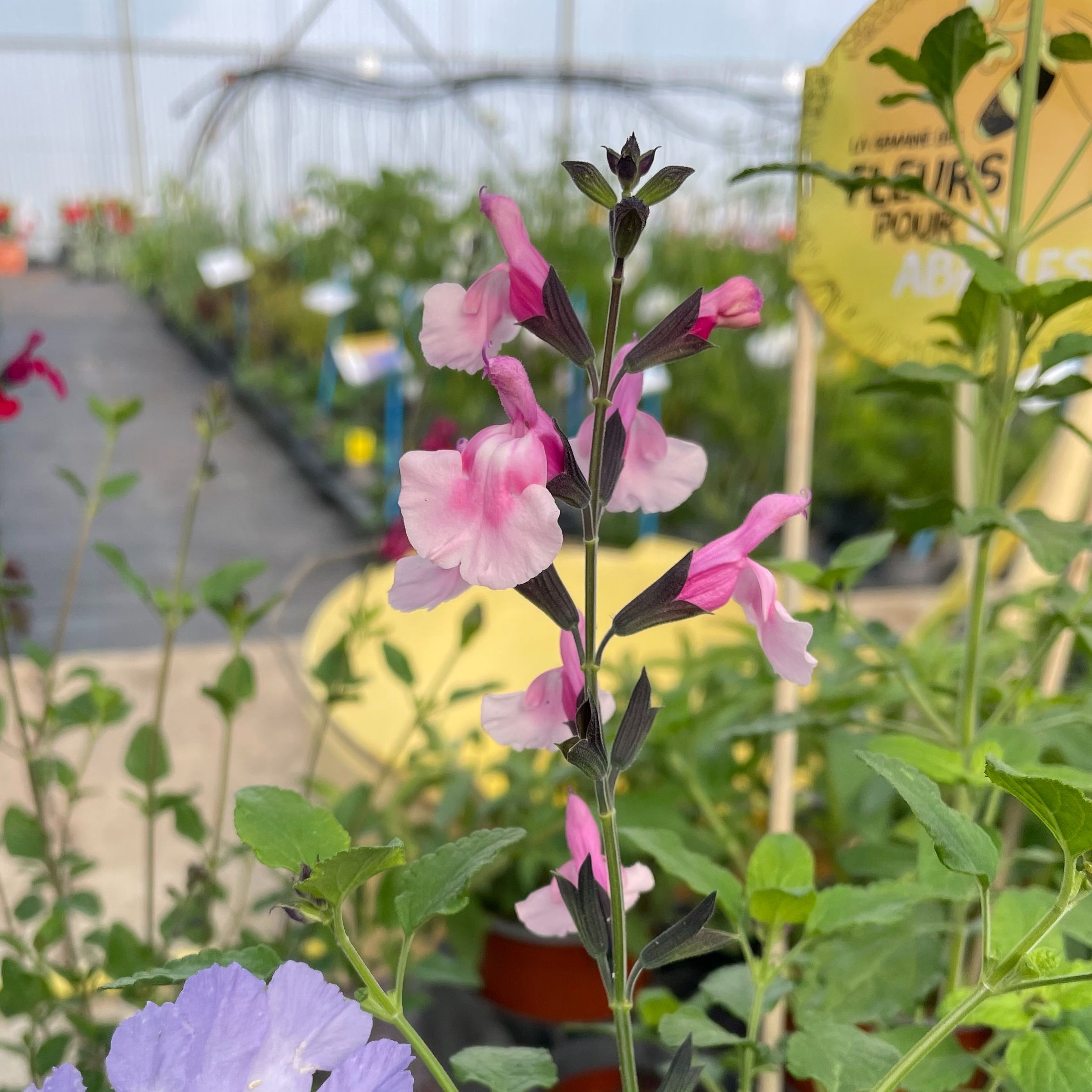 Salvia microphylla 'Angel Wings'