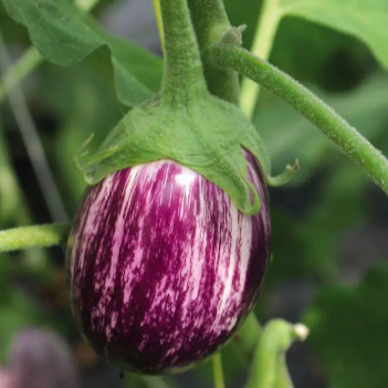 Aubergine Zebrina - 1 plant