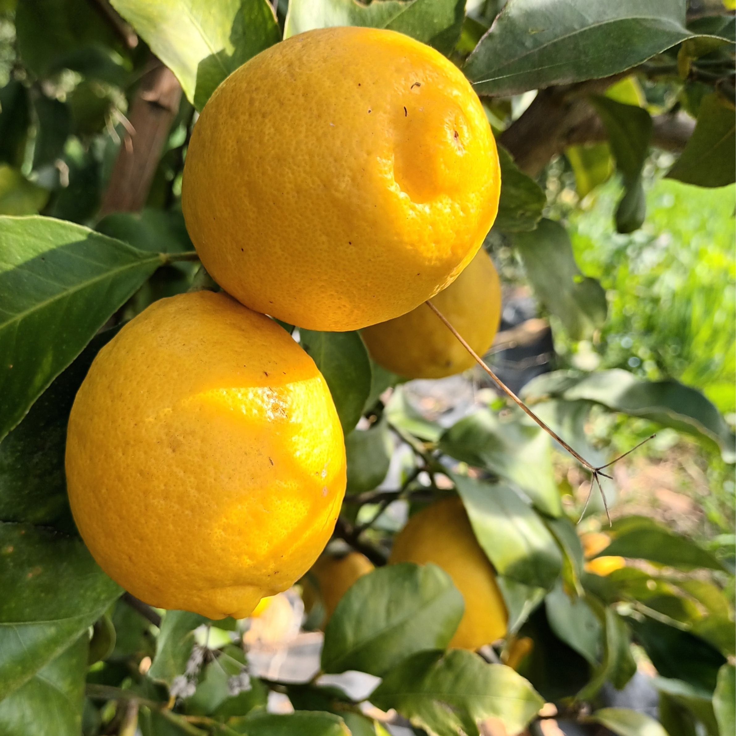 Citron Menton SRA 625 - 3l