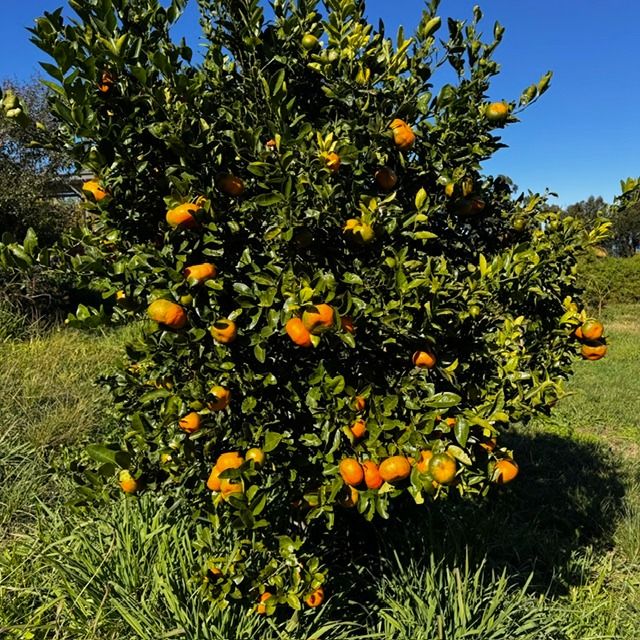 Mandarine Zanzibarre