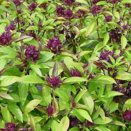 basilic thaï