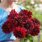 Tubercule - Dahlia Sam Hopkins