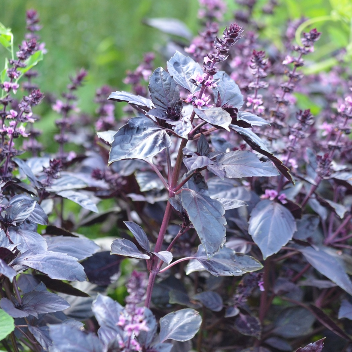 Basilic Rouge osmin en godet 8 cm