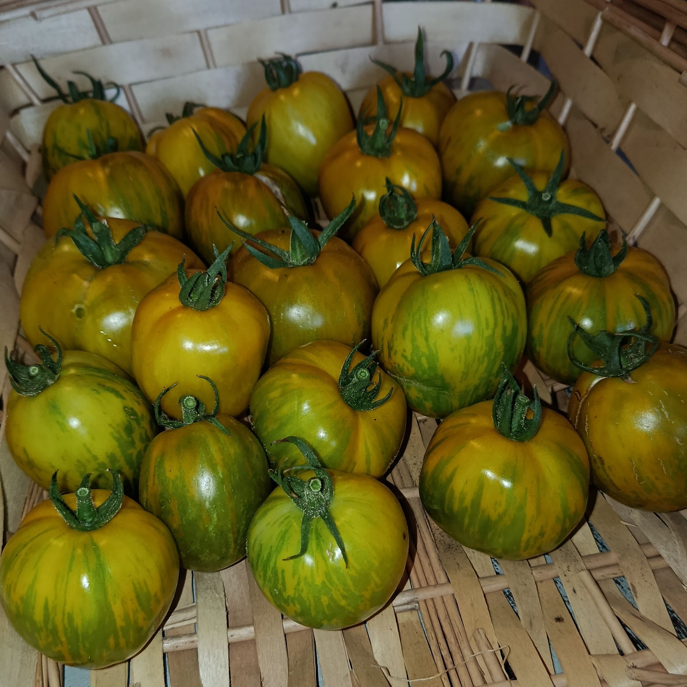 Tomates Green Zebra