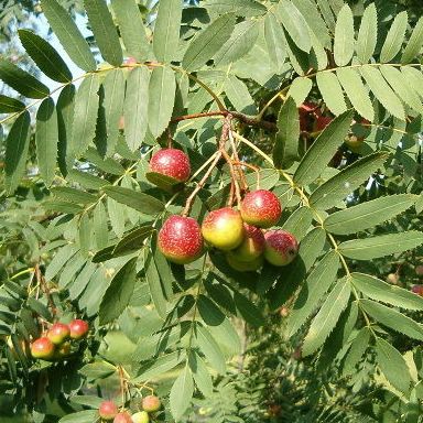 Cormier&nbsp;/ Sorbus Domestica – Pot 1,6L