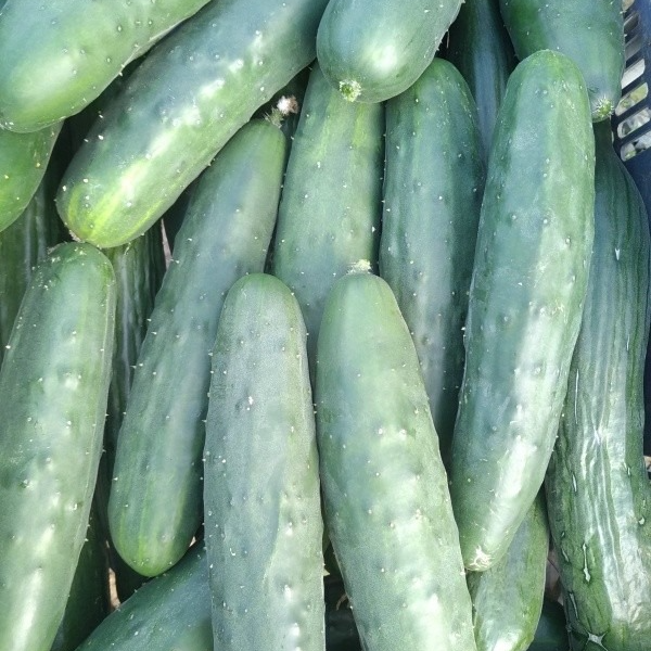 Concombre épineux