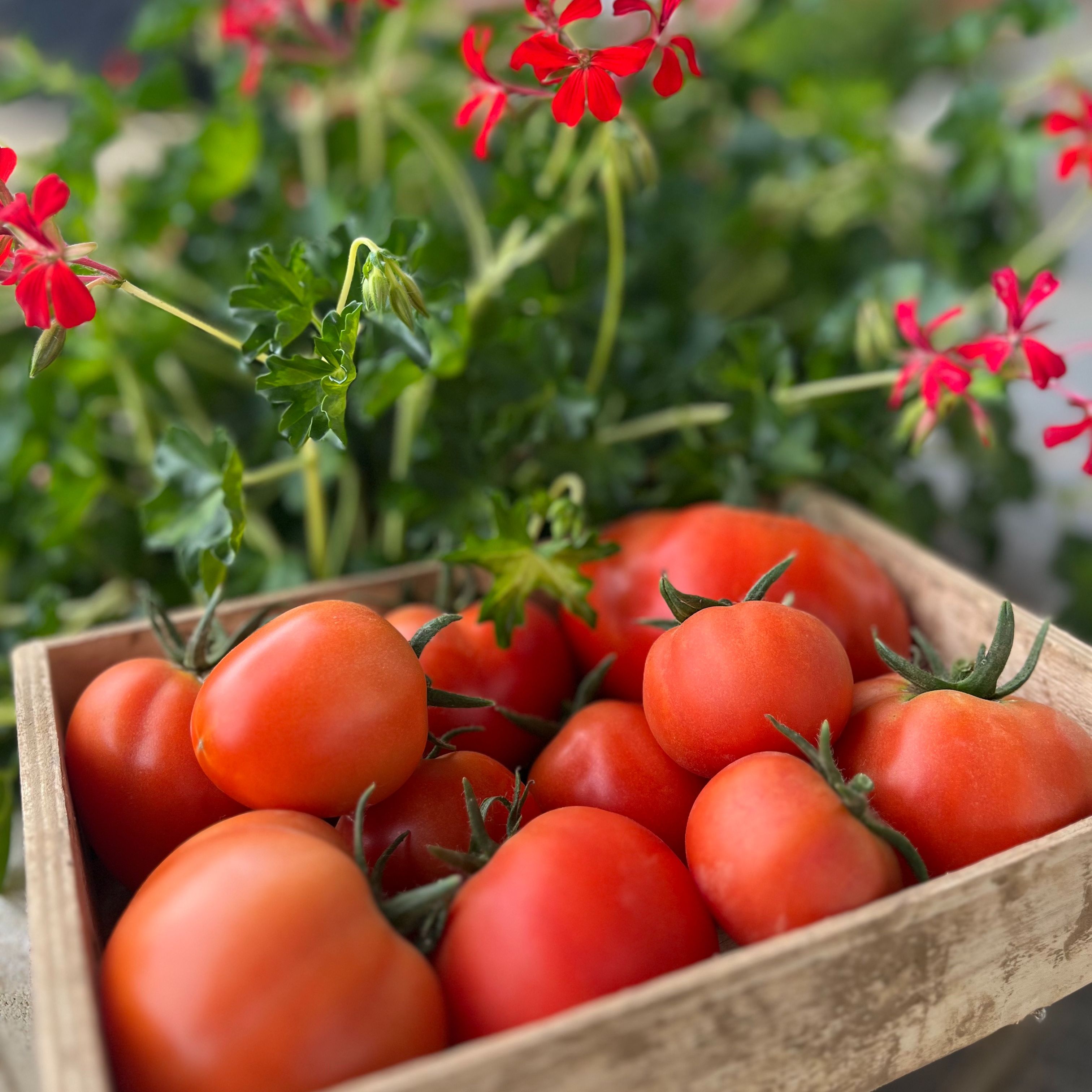 Tomates