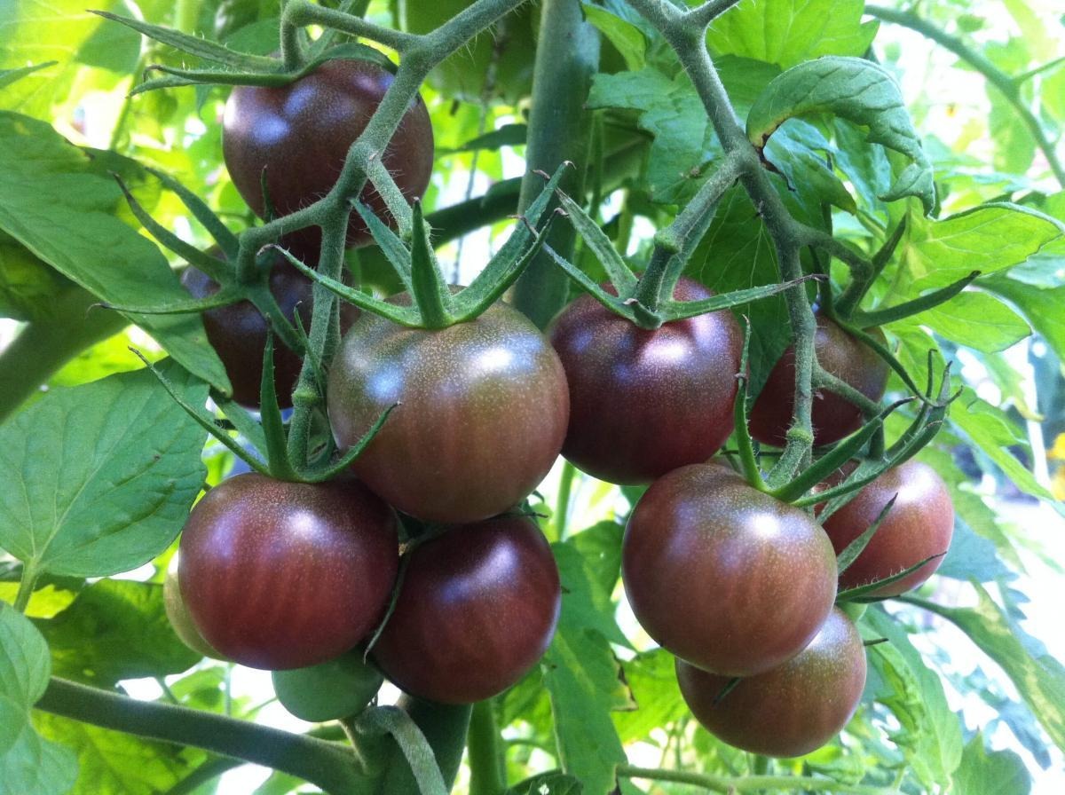 “cerise” black cherry