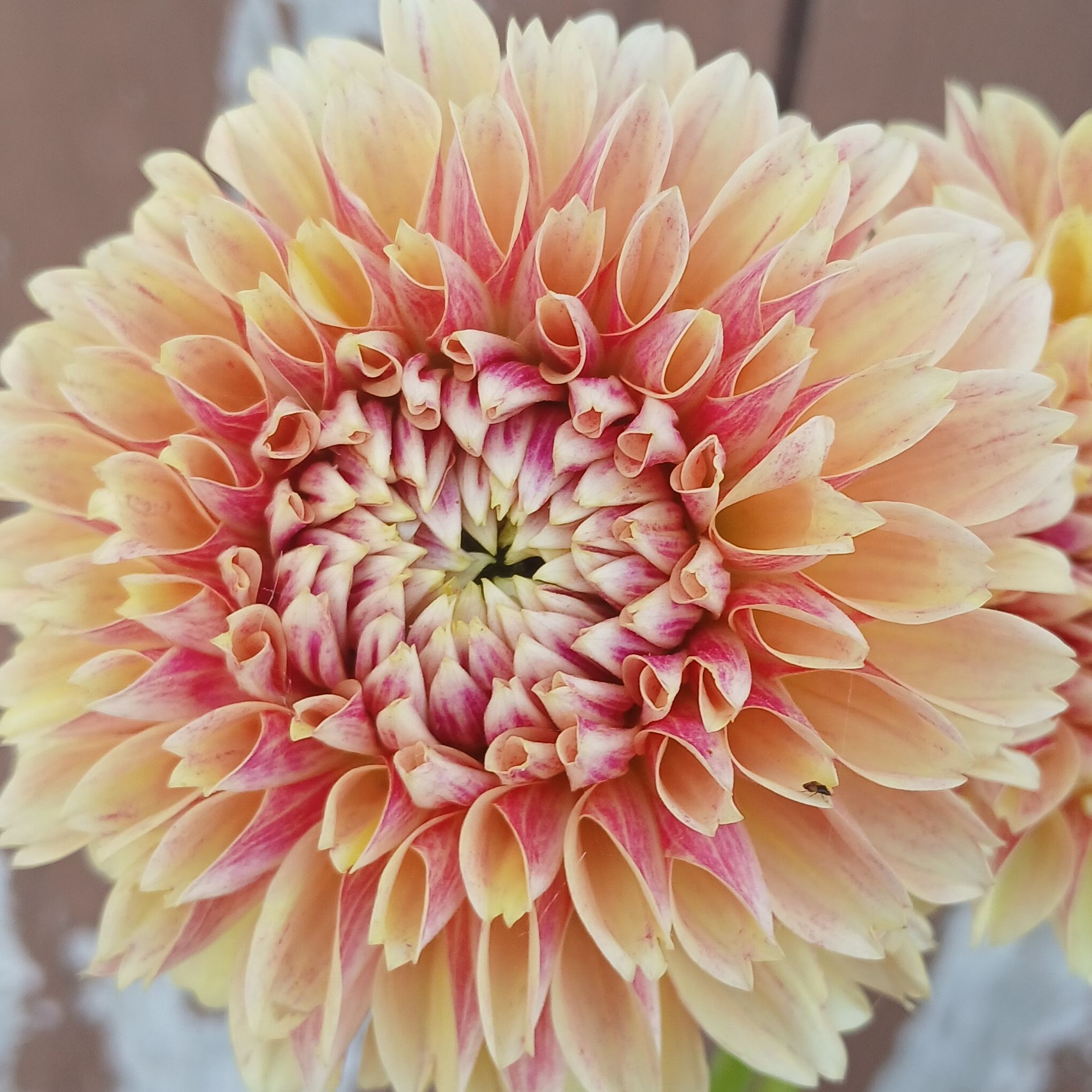 Dahlia sweet Suzanne