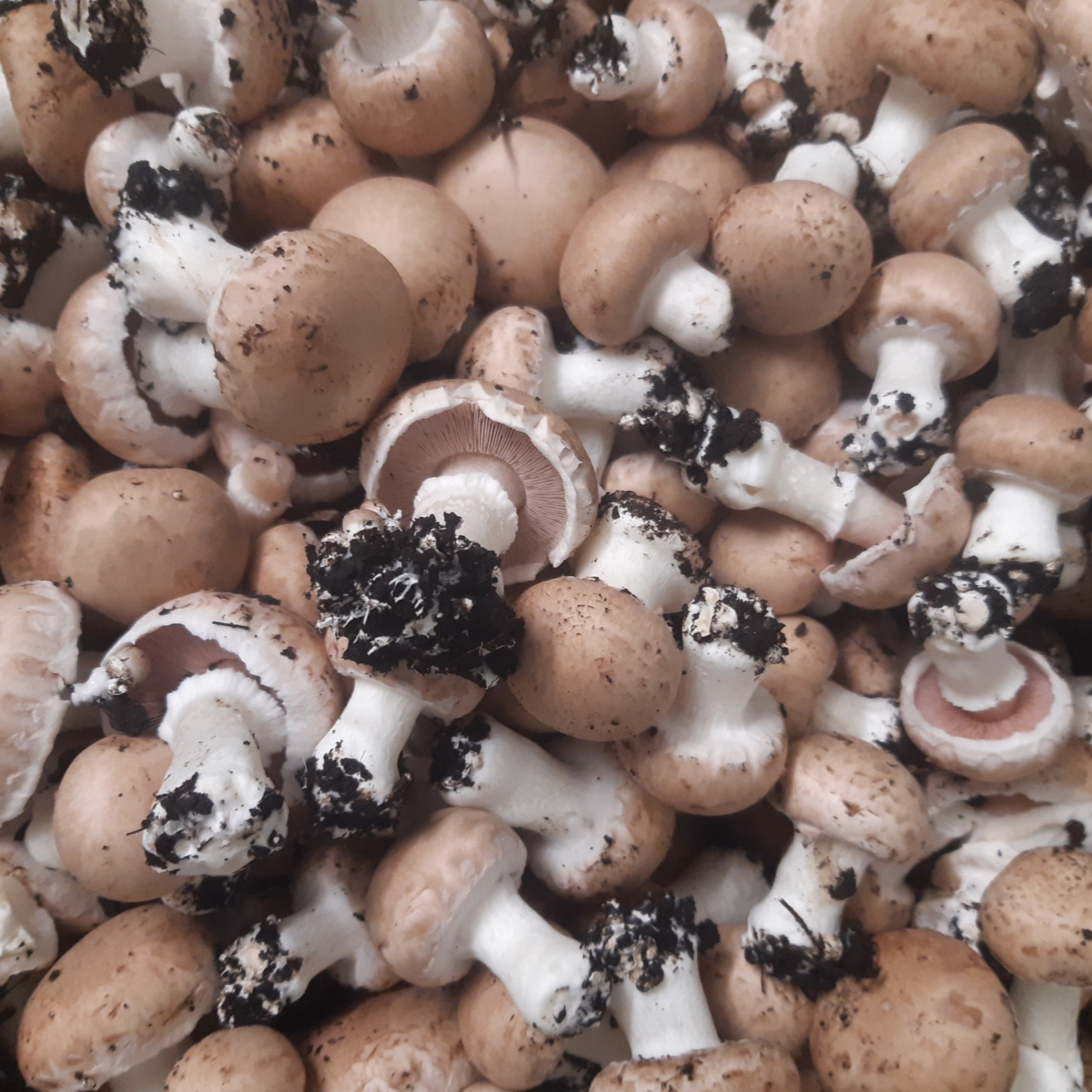 CHAMPIGNON DE PARIS BLOND DEUXIEME CHOIX