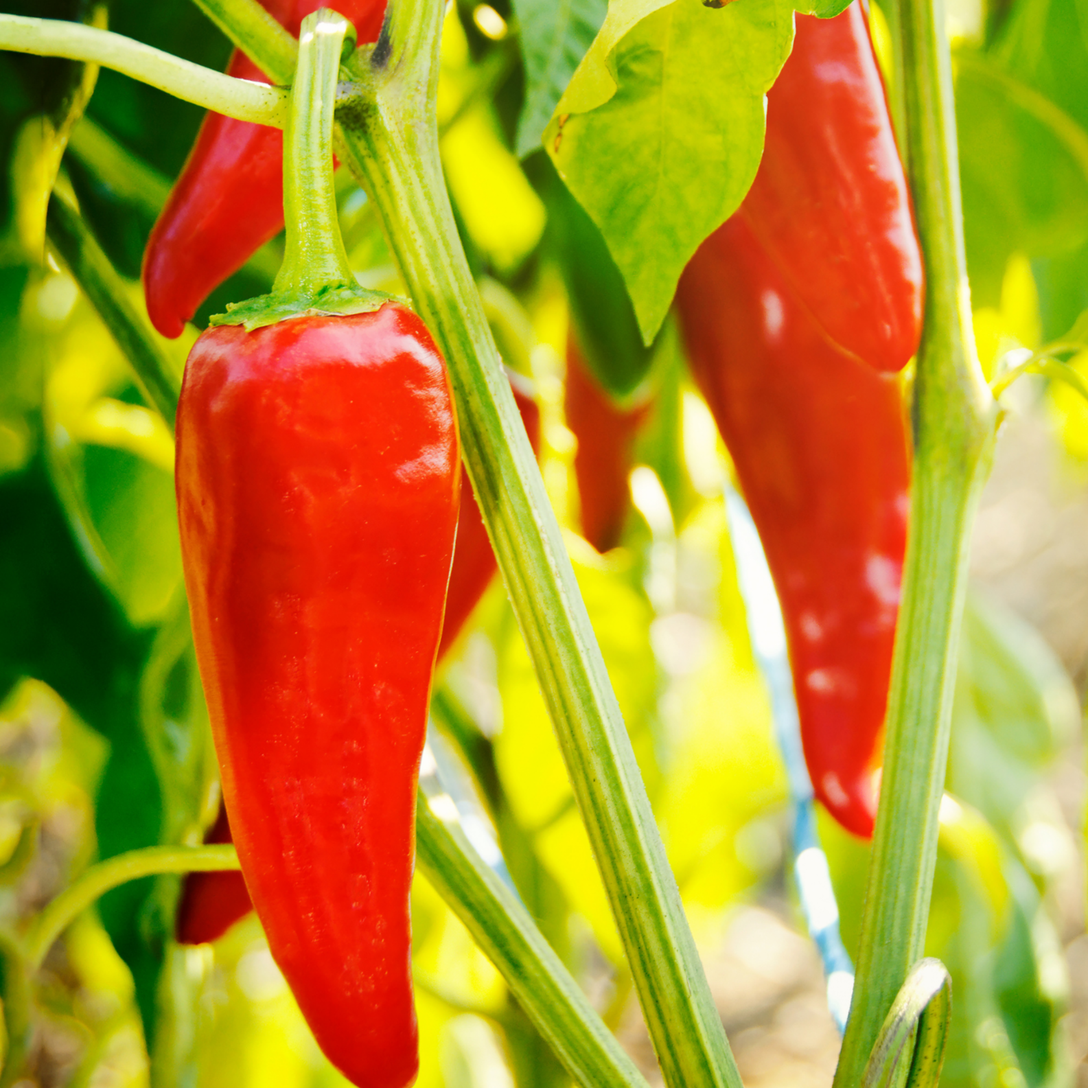 Piment espelette frais rouge (unité)