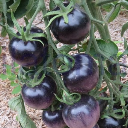 Plant tomate cooktail Osi Blue