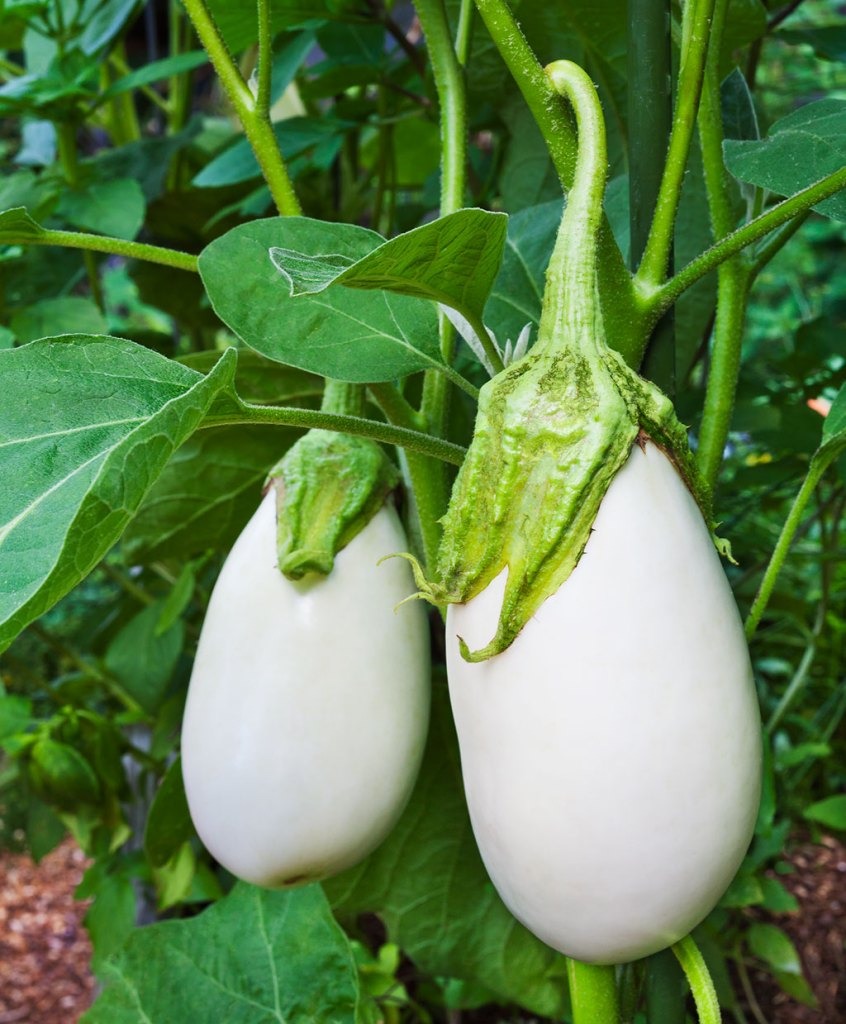 Plant d'Aubergine blanche