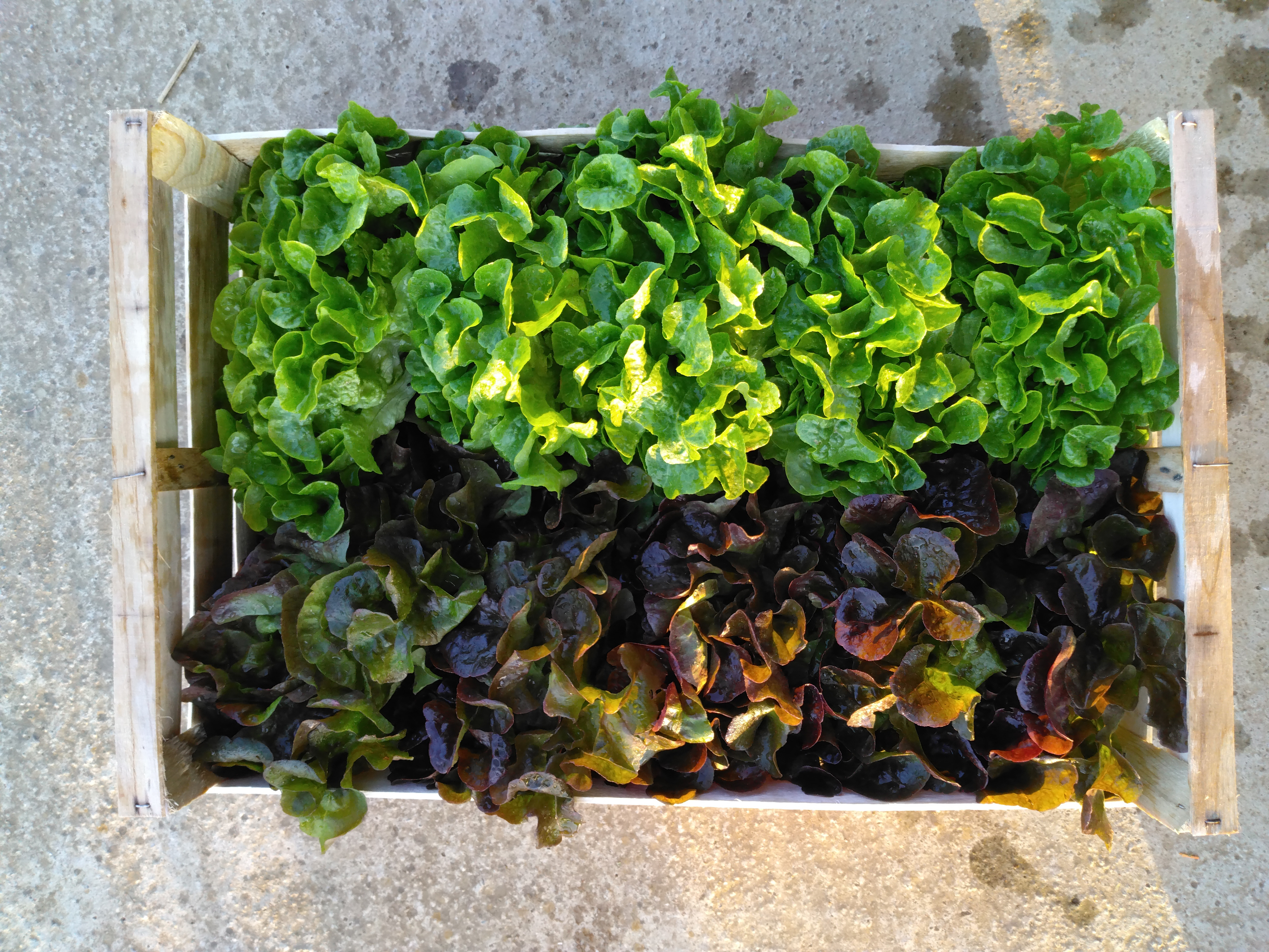 Salades