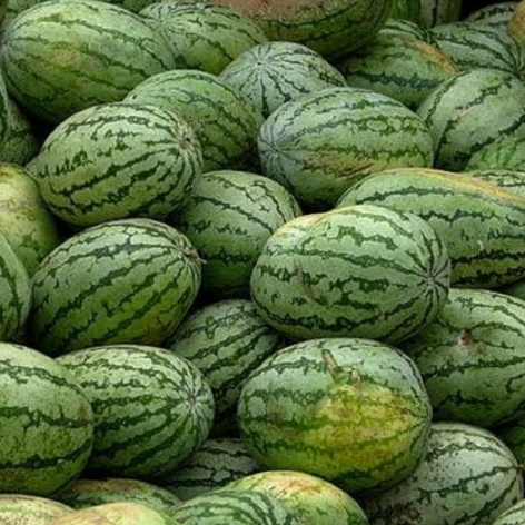 Courge Confiture - 6kg