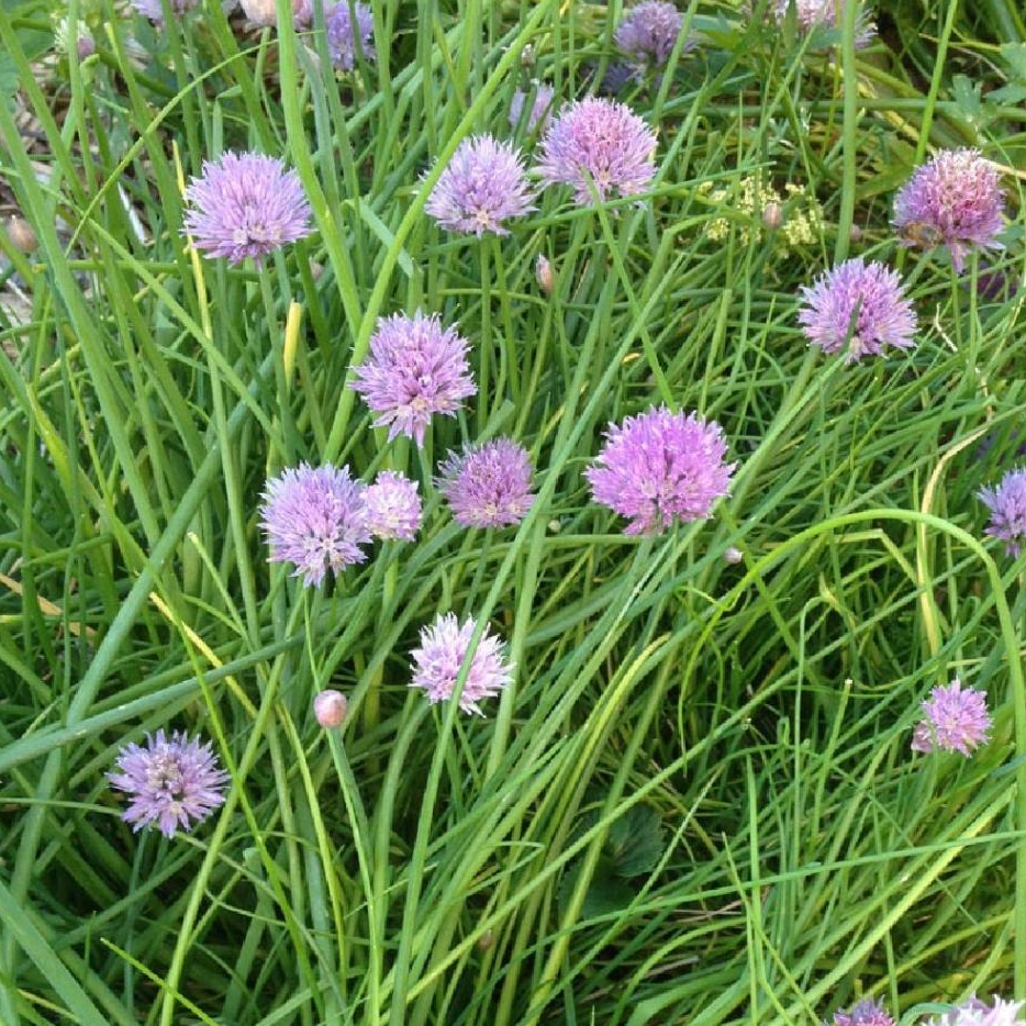 Ciboulette commune en pot 10,5 cm