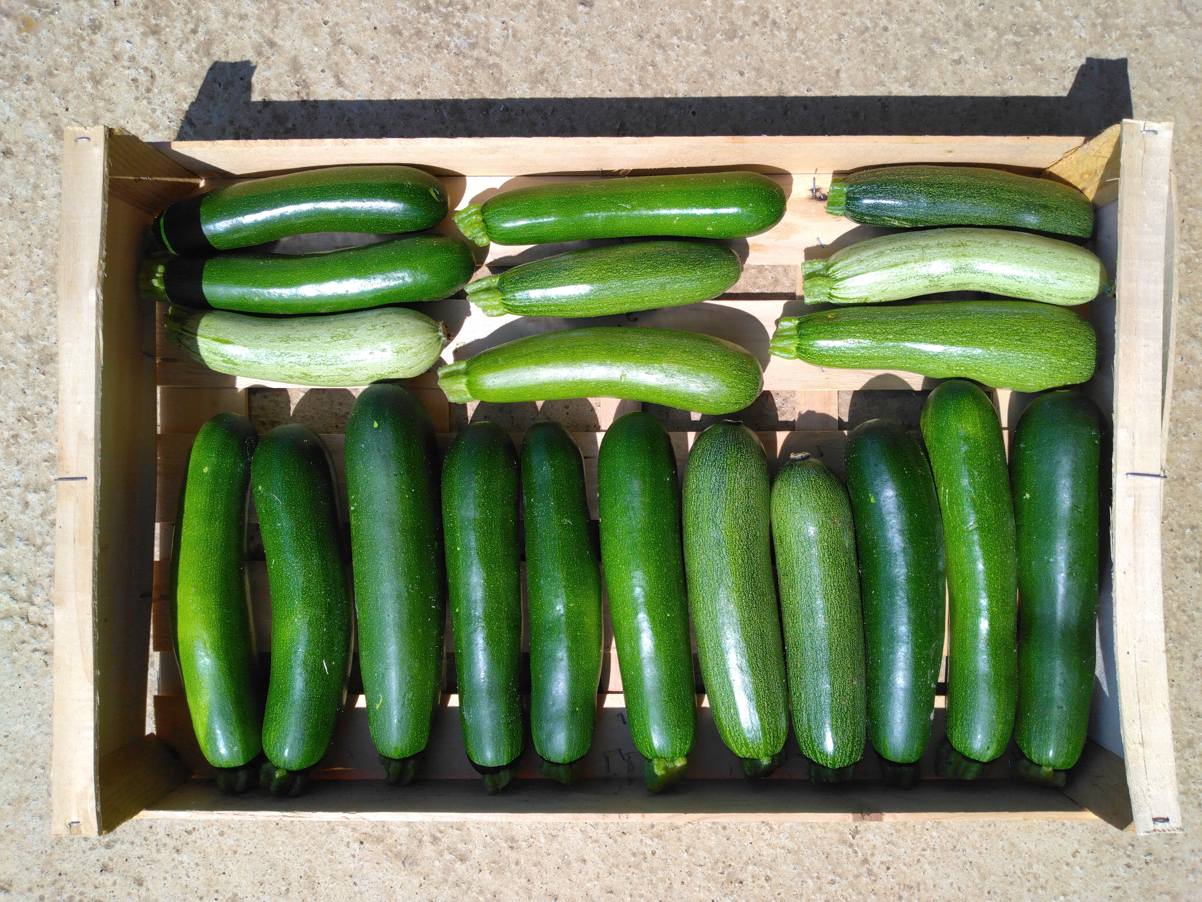 Courgettes