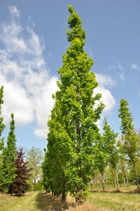 Orme colonnaire - Ulmus "Lobel"