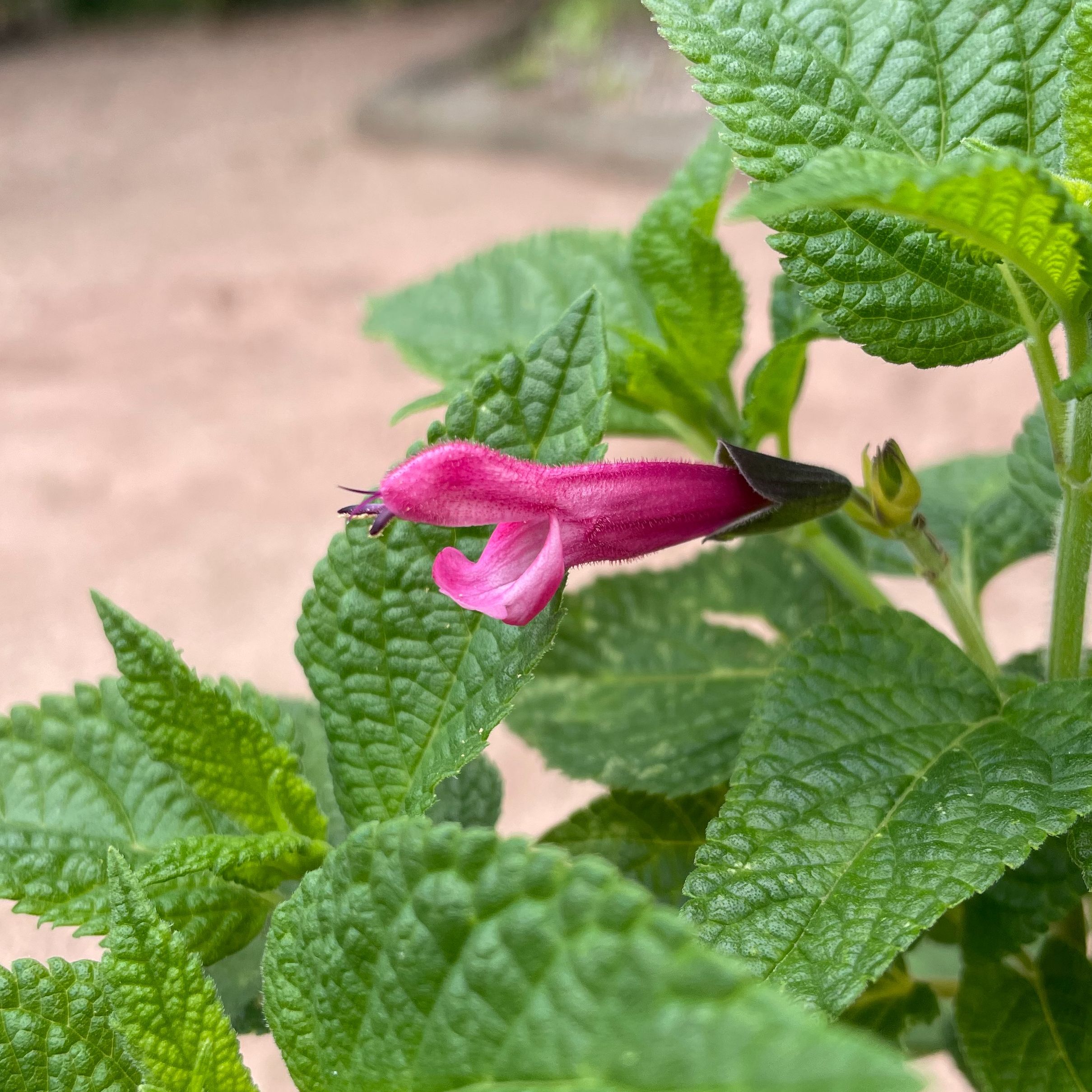 Salvia guaranitica 'Amante'