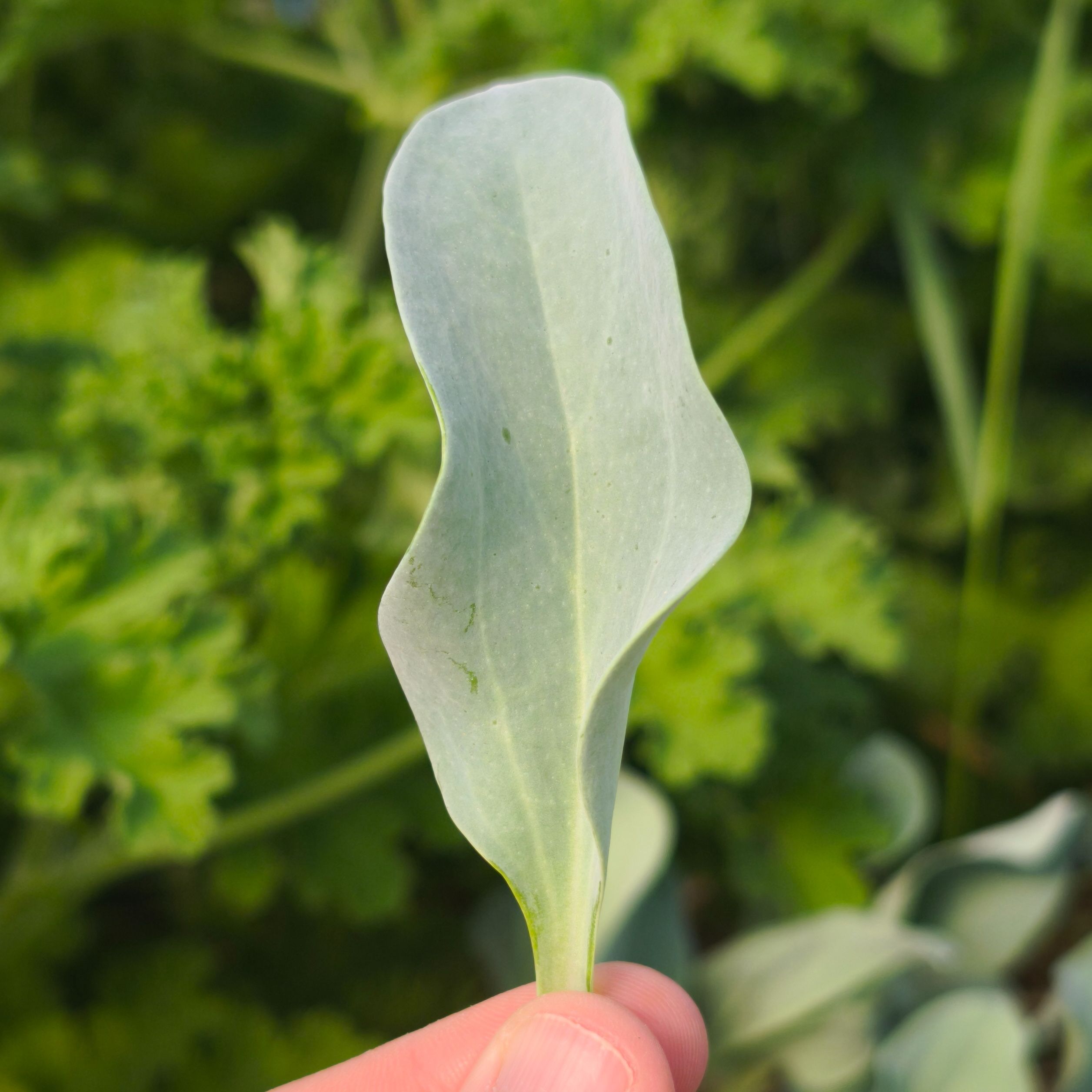 Mertensia (grandes feuilles)
