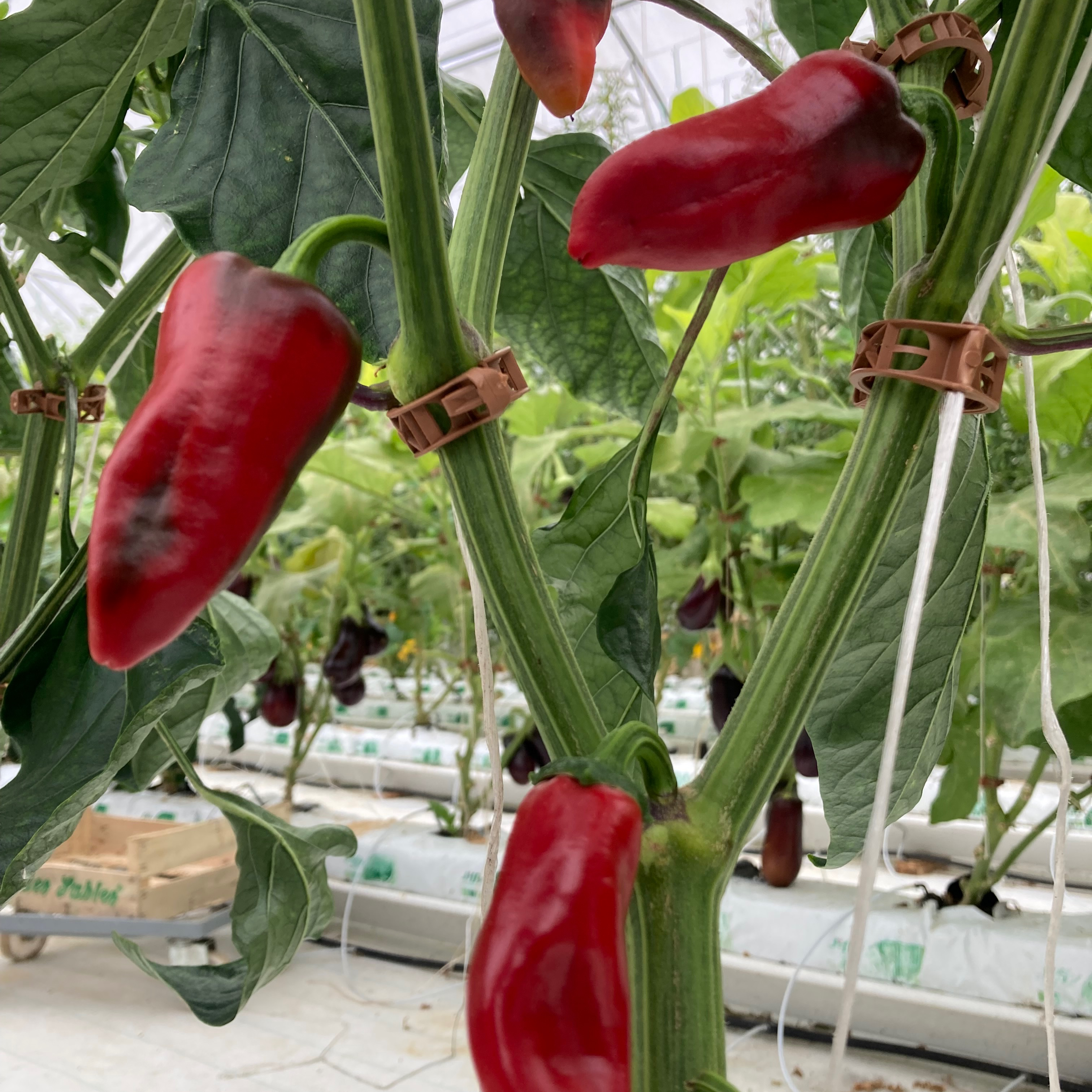 Piments Gorria