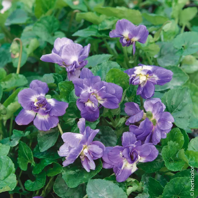 Violette de Toulouse