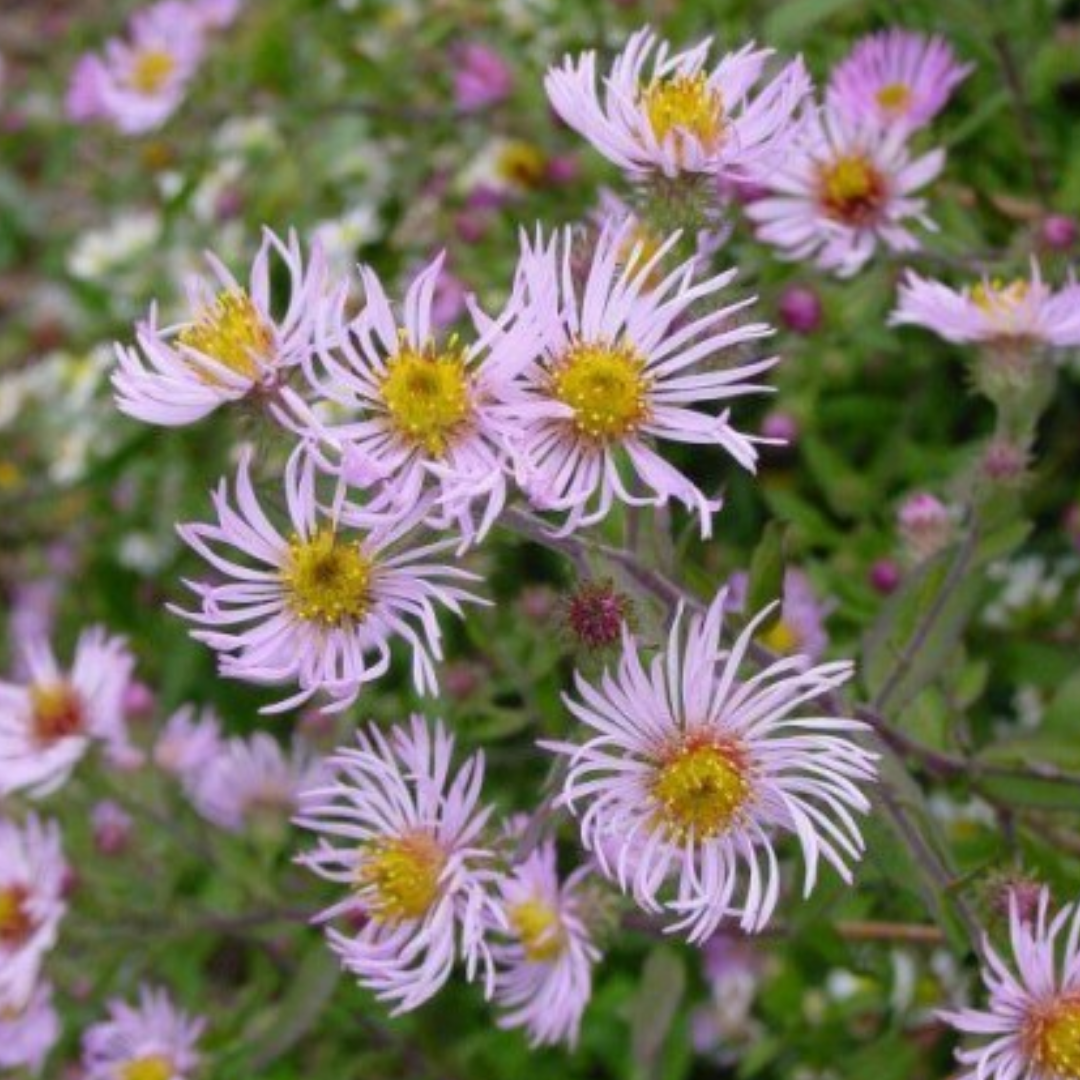 Ampelaster carolianus