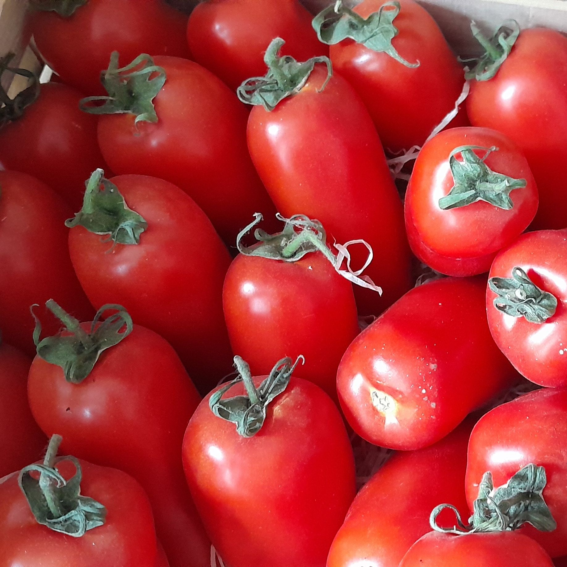 Tomate Torino