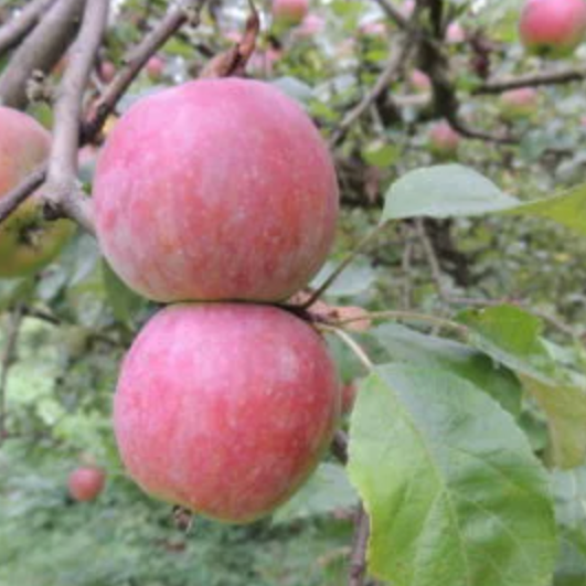 Pommier 'Demoiselle' / Bittenfelder Racines nues