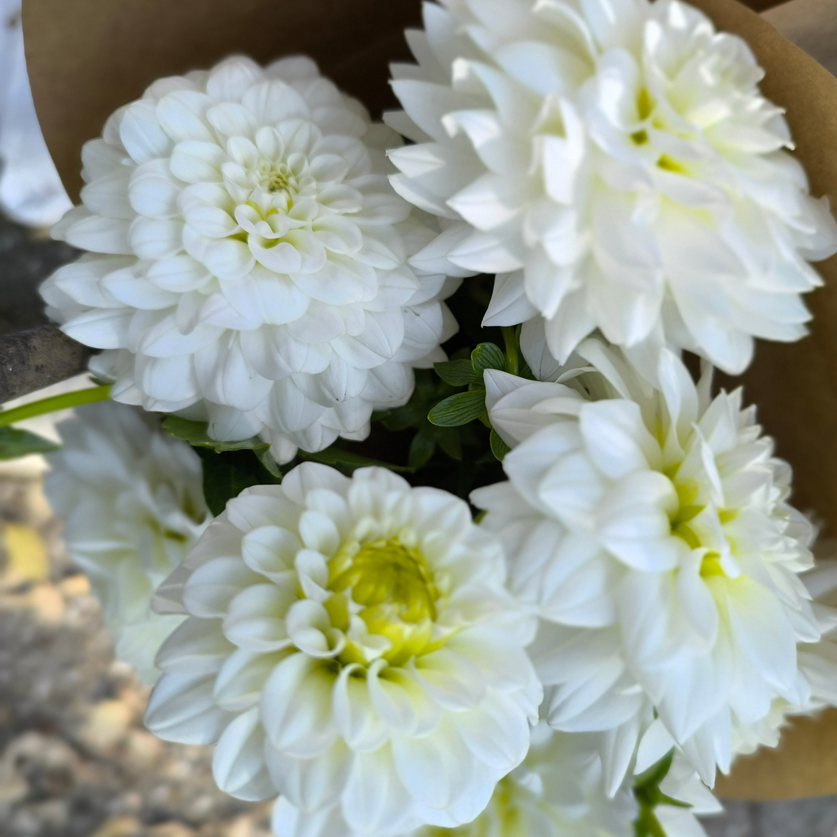Dahlia princess palatine (botte de 10 tiges)