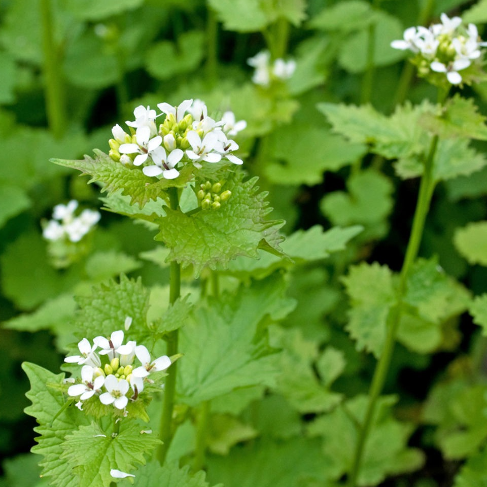 Fleurs d'alliaire (par 25)