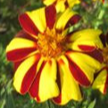Œillet d'Inde Double Pinwheel - godet 8 cm