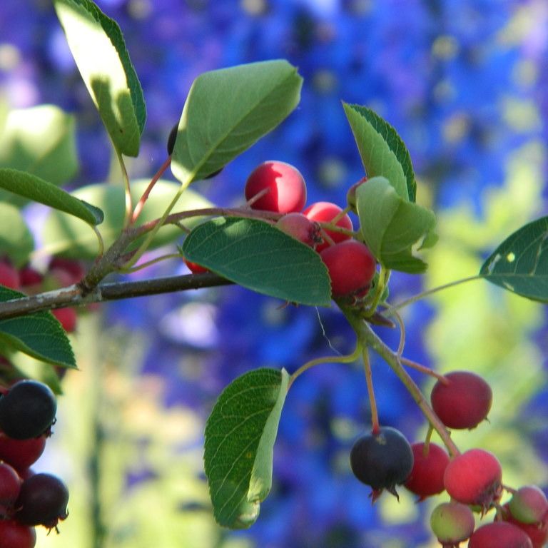 Amélanchier de Lamarck (Amelanchier lamarckii)