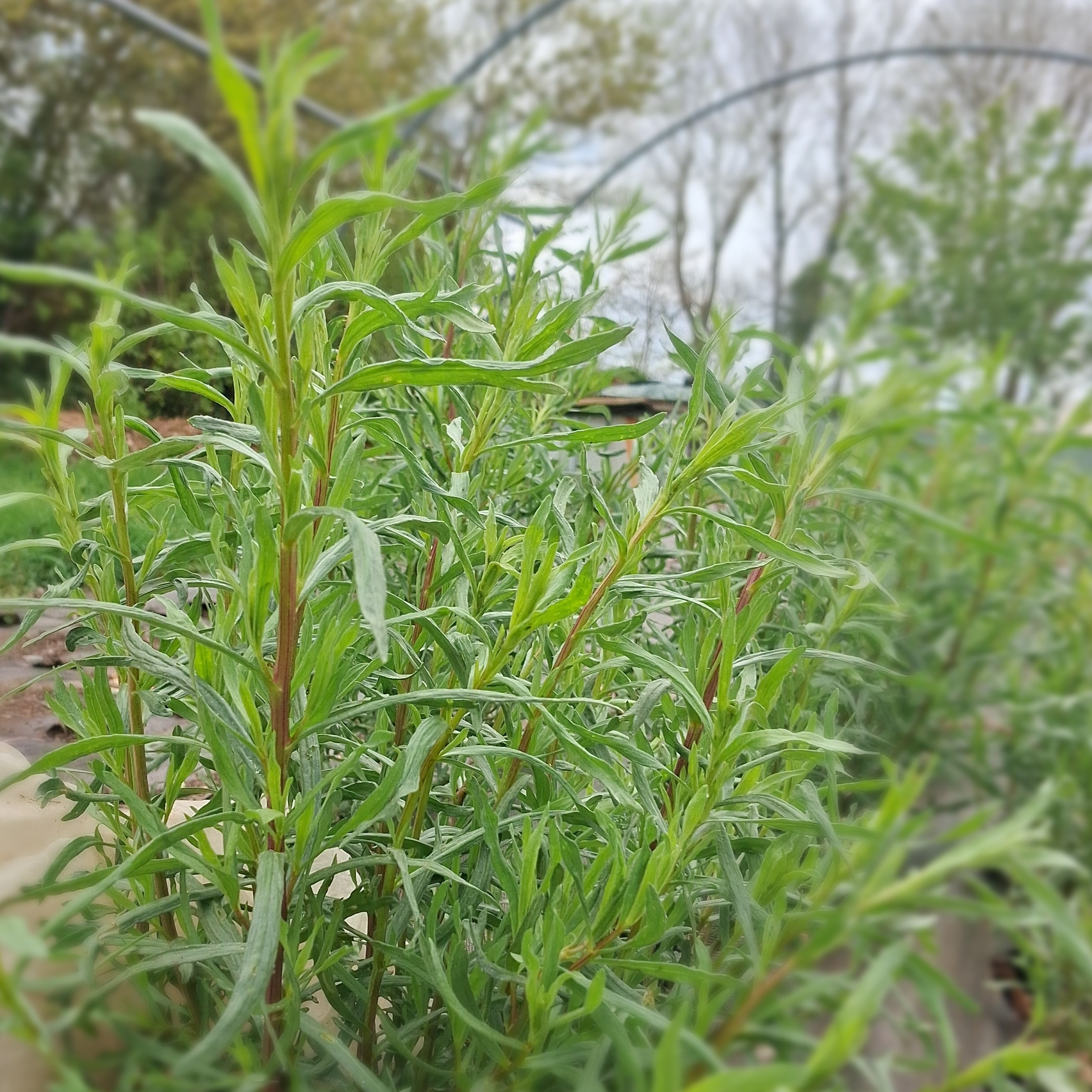 Aromatique - Estragon