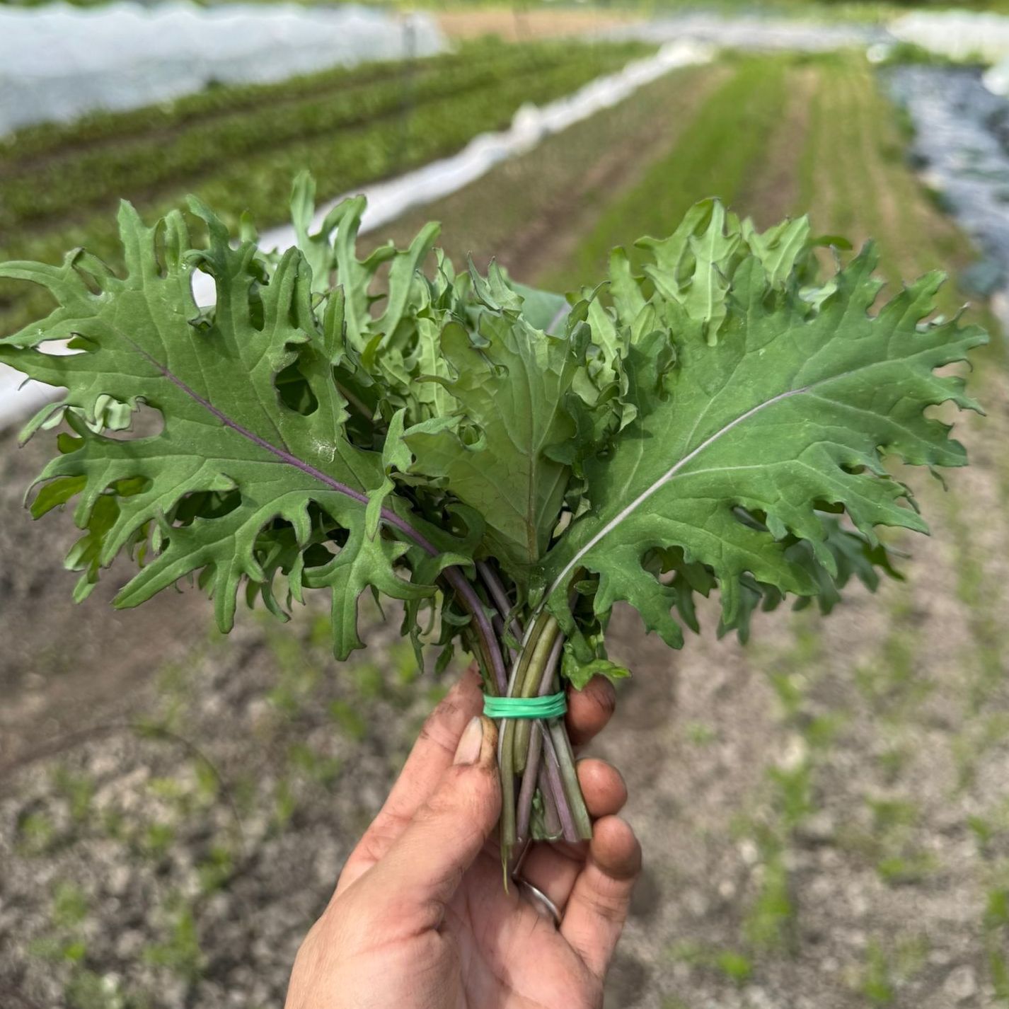 Chou Kale Frisé Mini