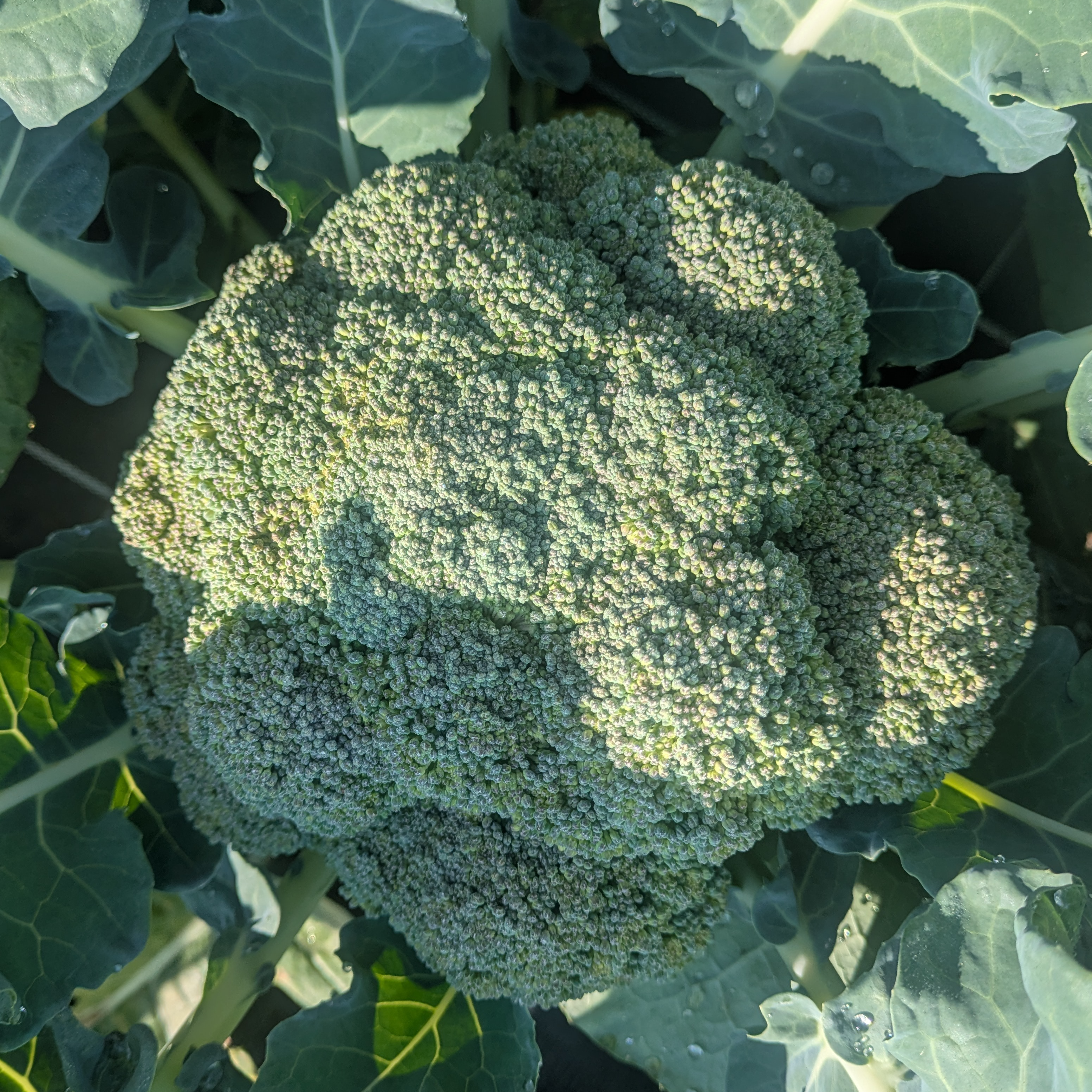 brocoli