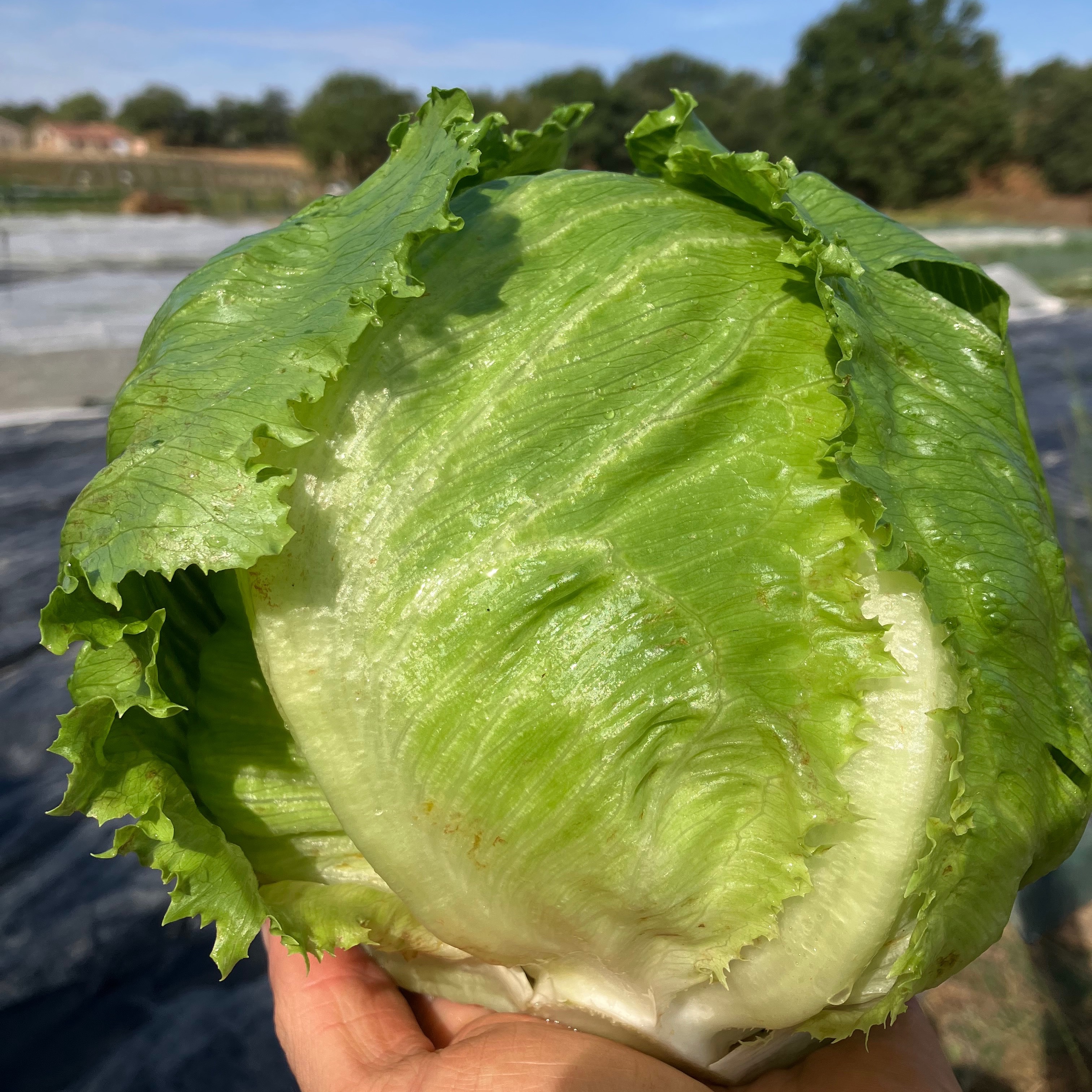 Salade Iceberg