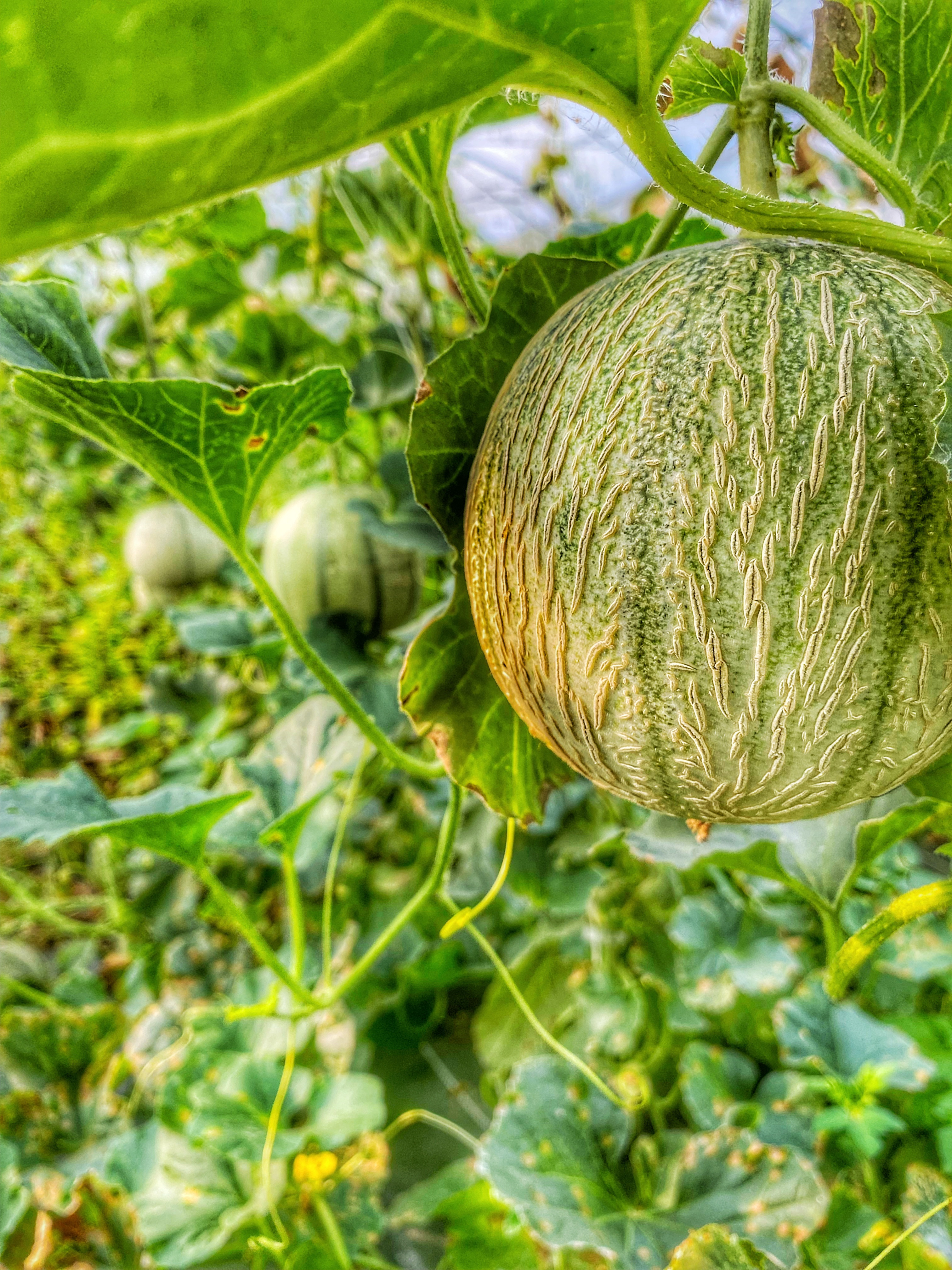 Melon (Kg) - 0,7kg