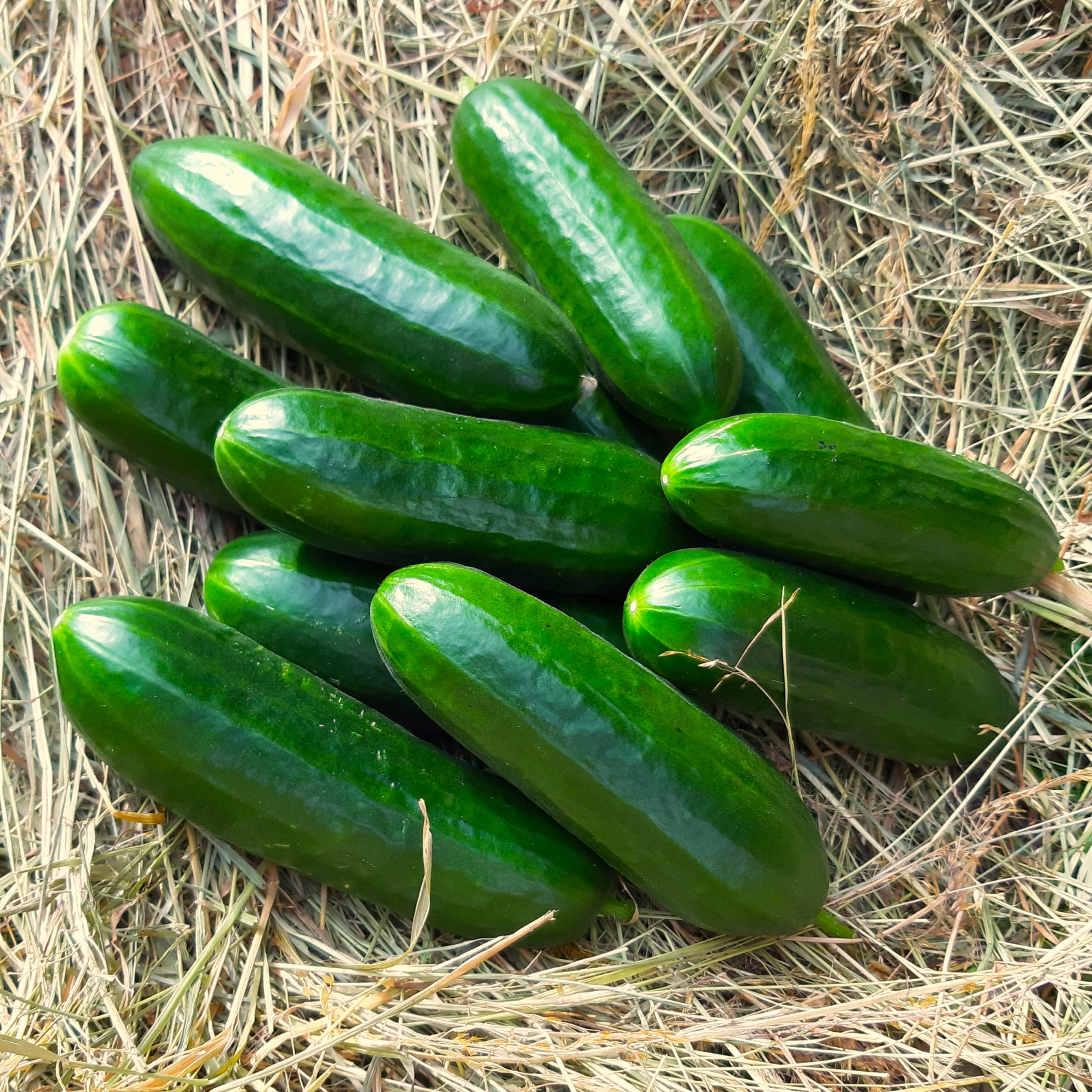 Concombre
