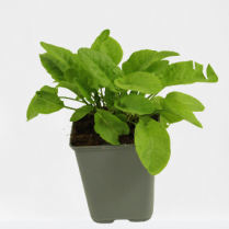 Pot d'oseille