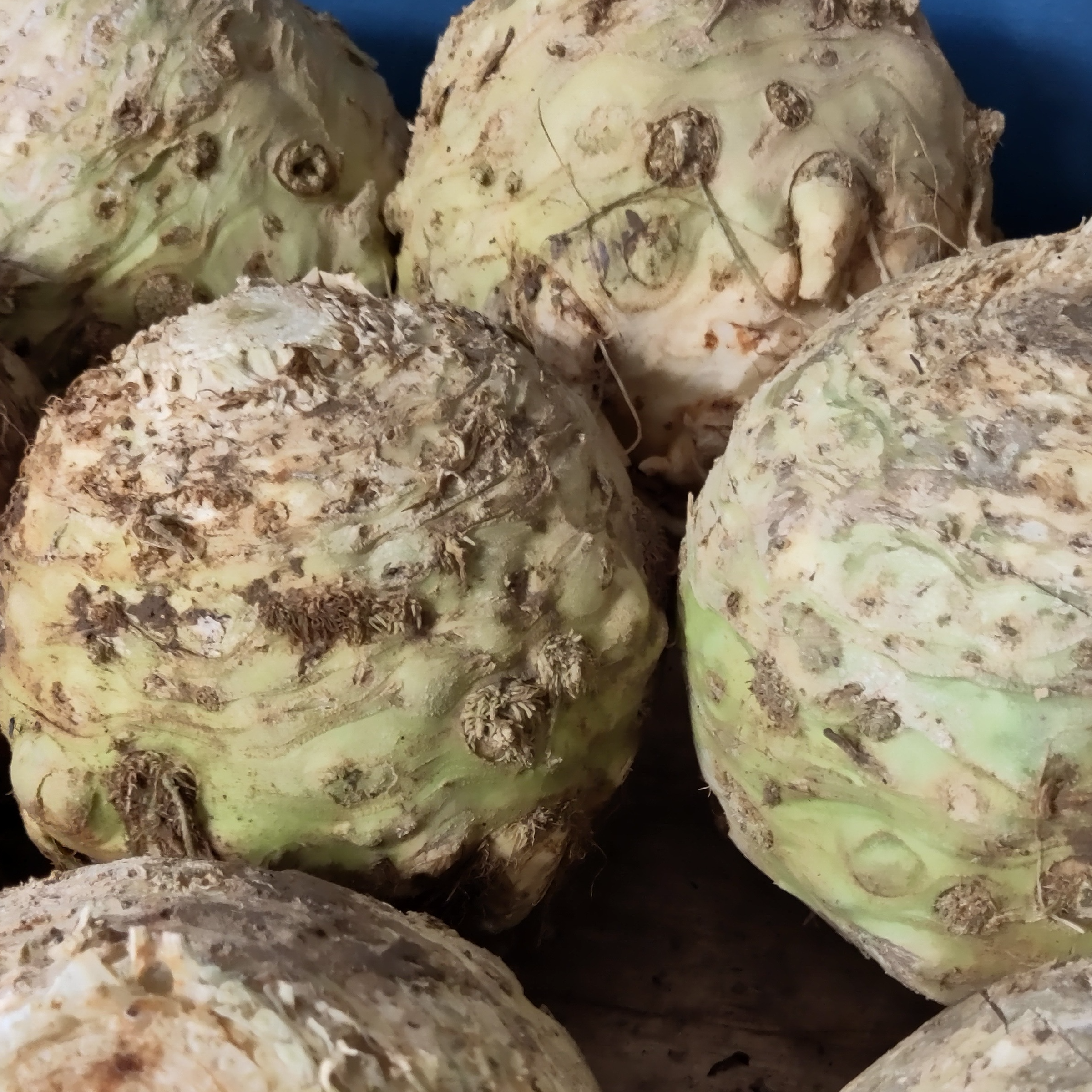 Céleri rave BIO - 0,8kg