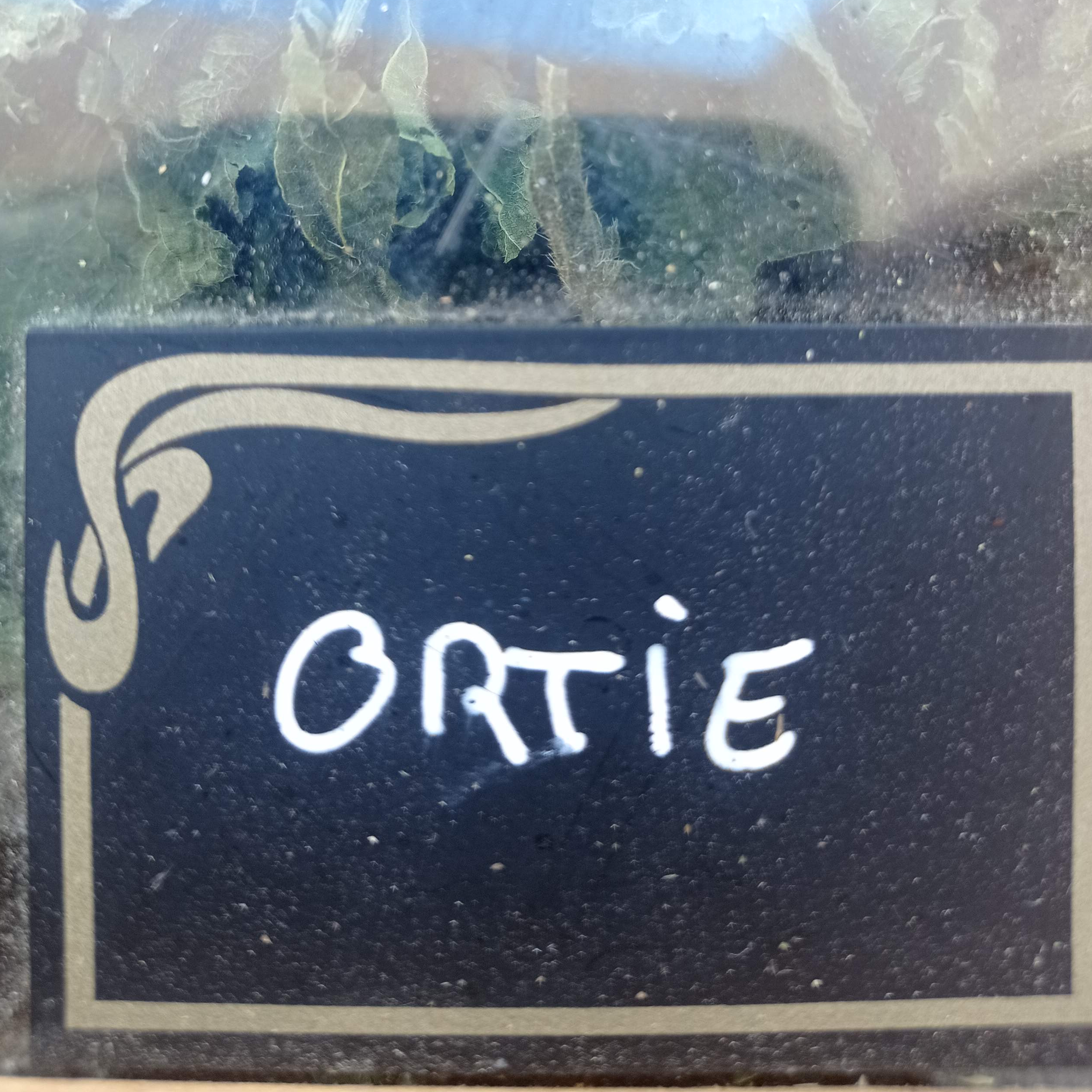 Ortie sachet de 25g