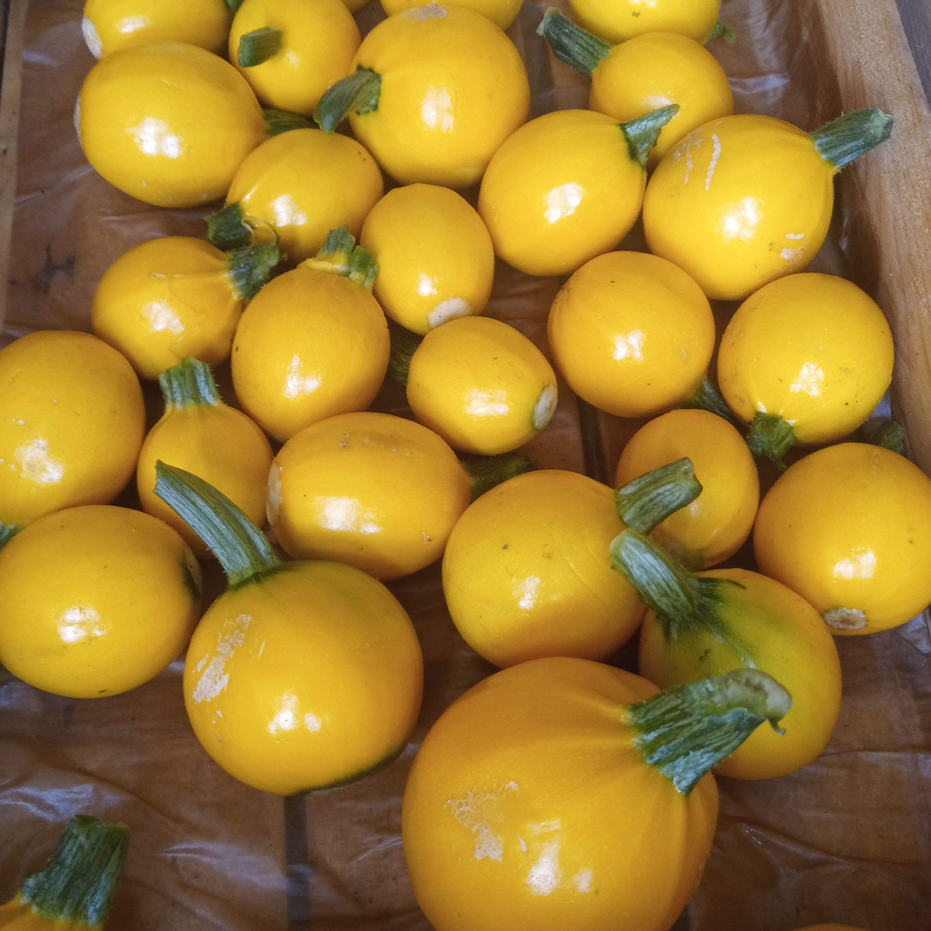 Courgette ronde jaune