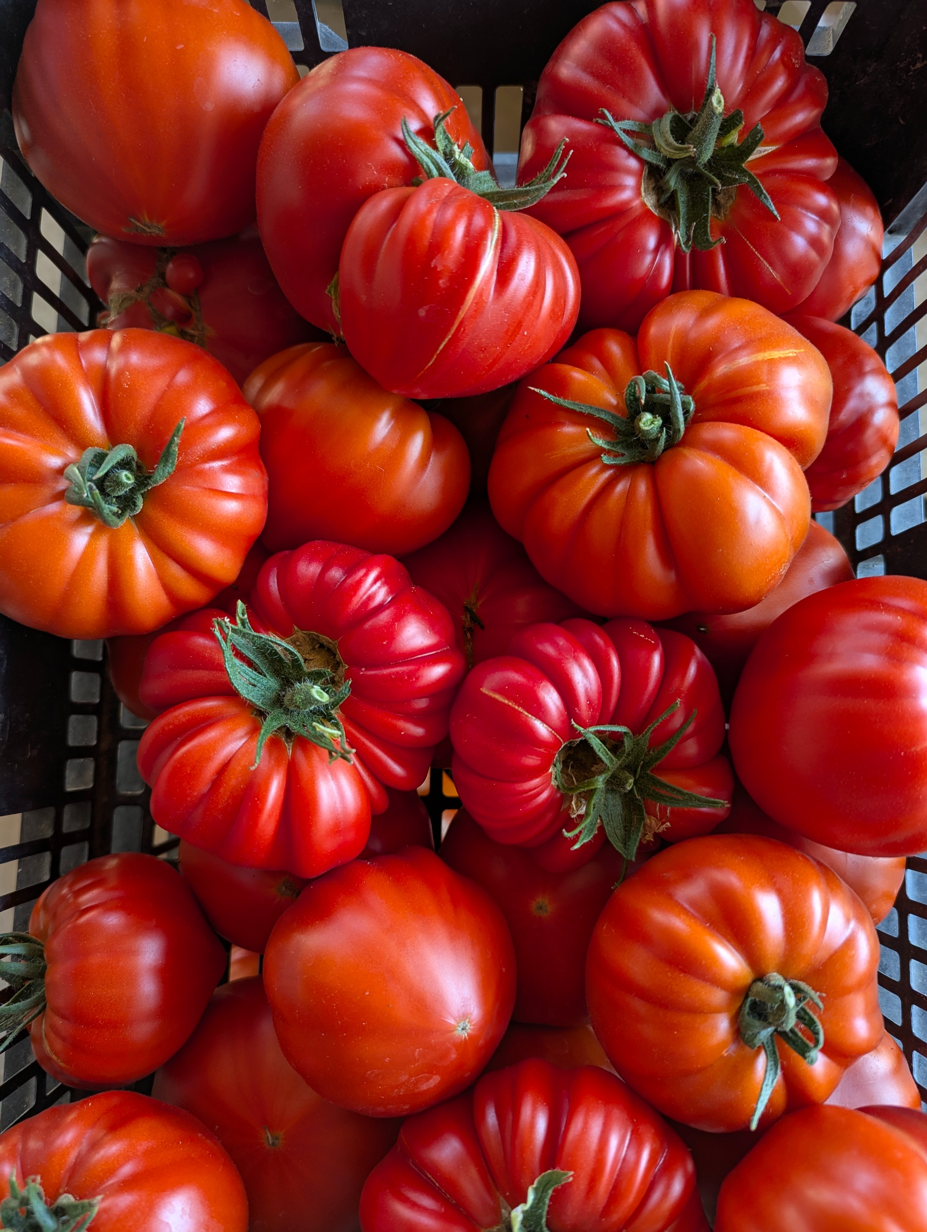 TOMATES COEUR DE BOEUF - 1kg