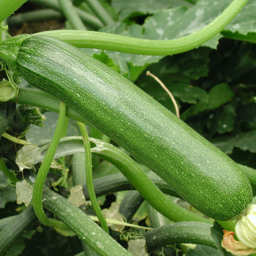 COURGETTE Verte Samsara Bio